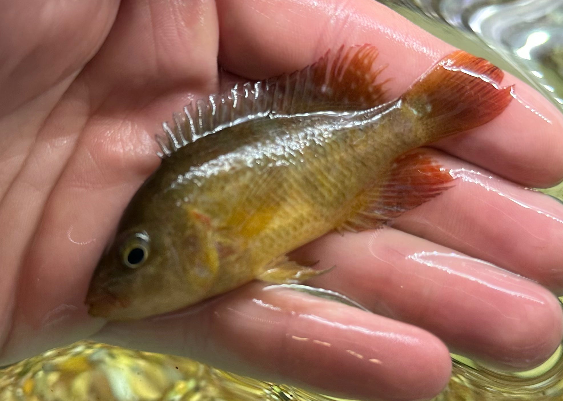 Red Terror Cichlid (2.5-3”)