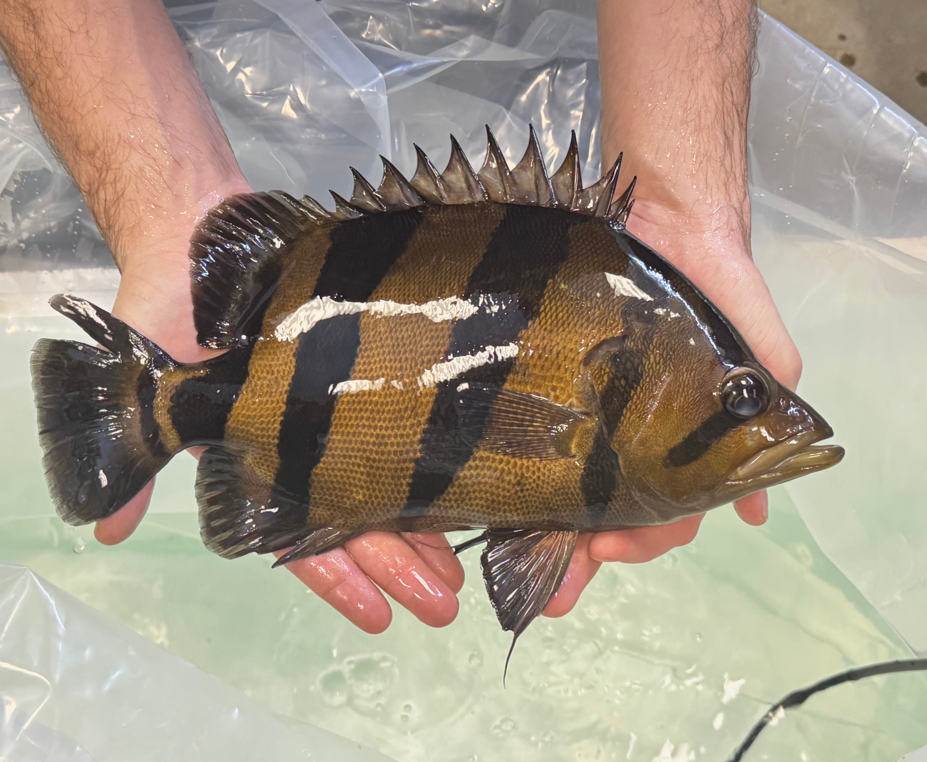 Siamese Tiger “ST” Datnoid (12”+)