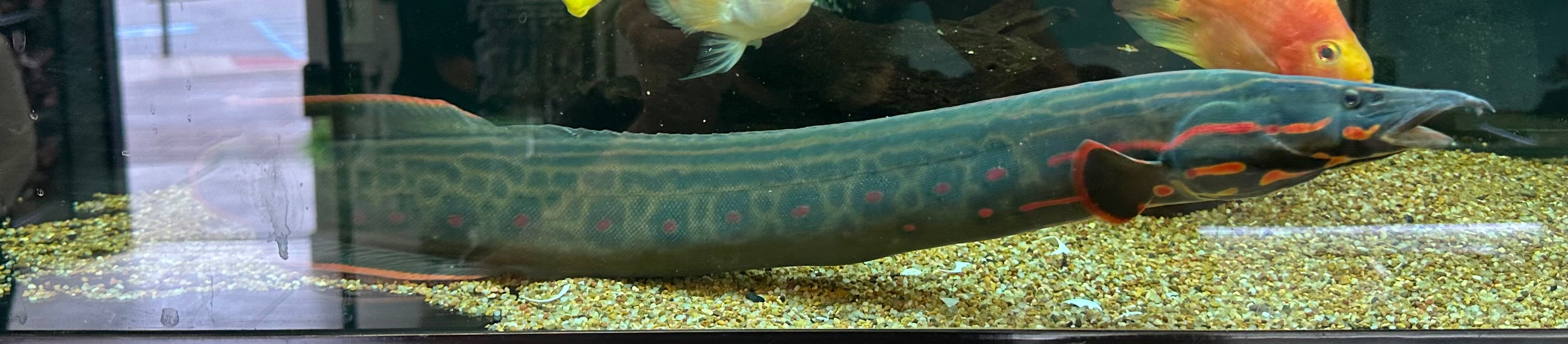 XXL Fire Eel (24”+)