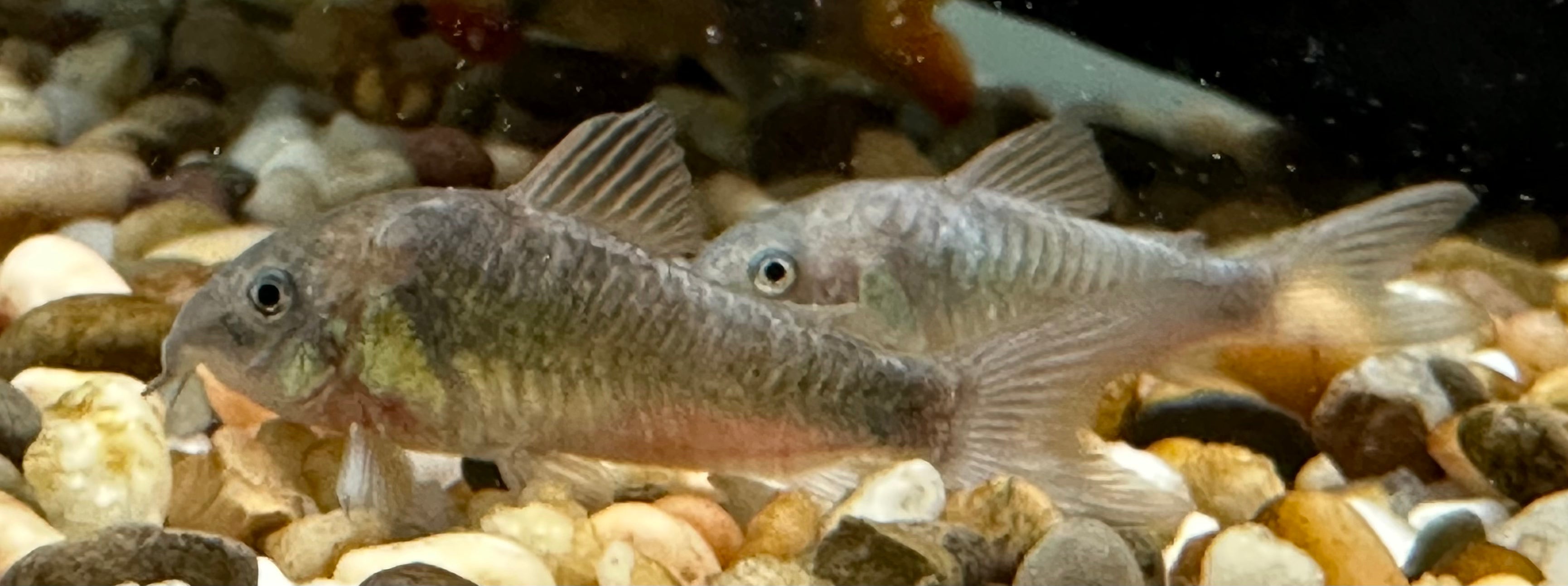 Green Cory (1.5”)