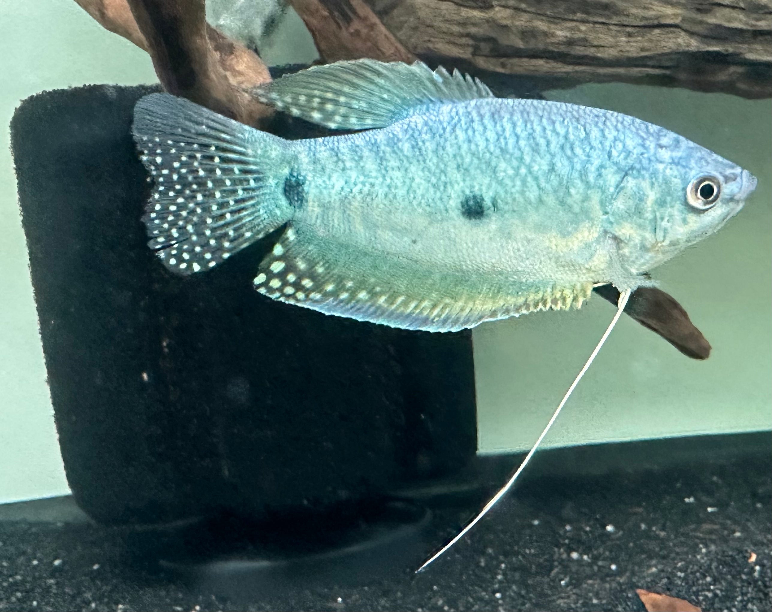 Large Blue Gourami (3.5”)