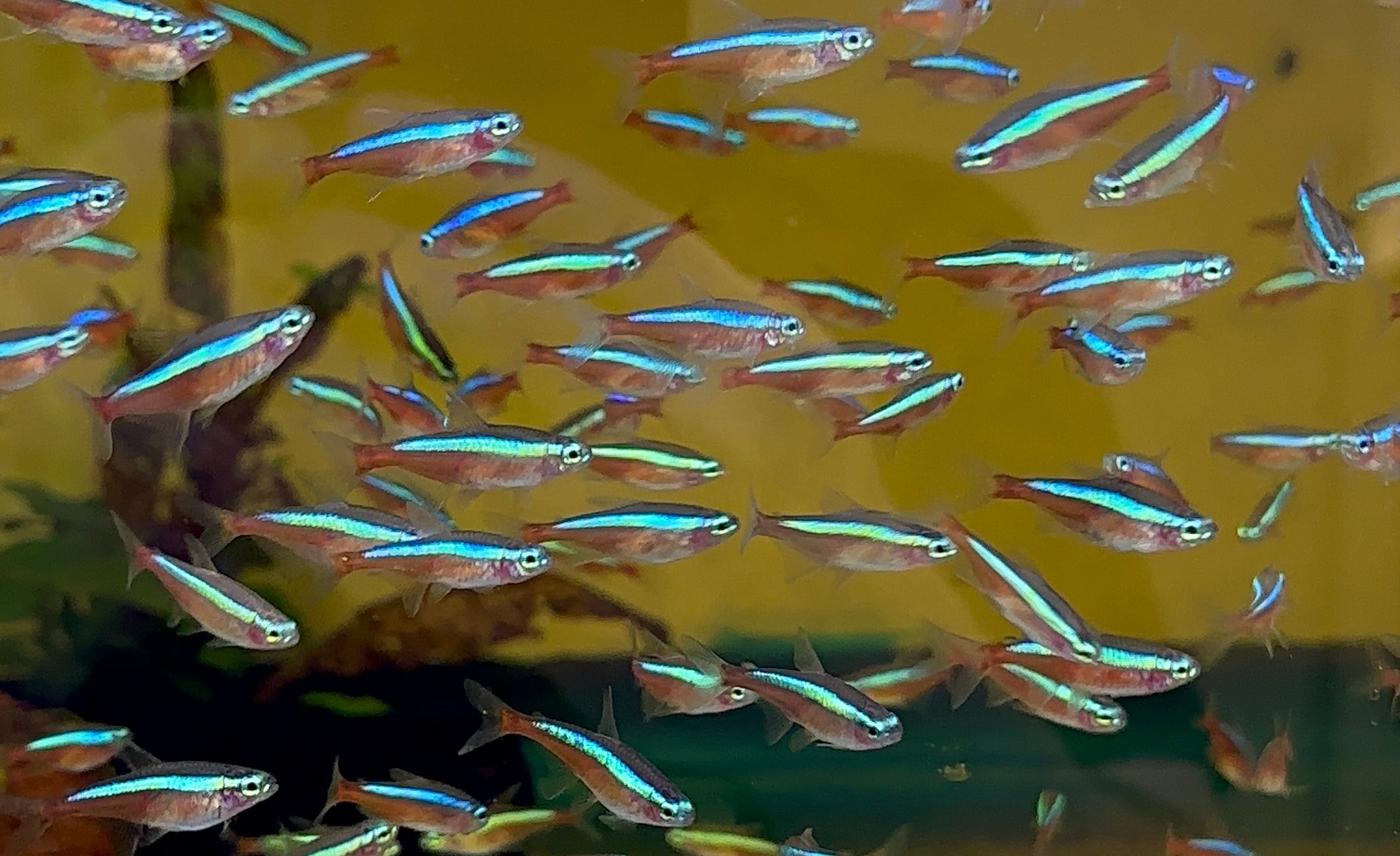 Cardinal Tetra (.75-1”)