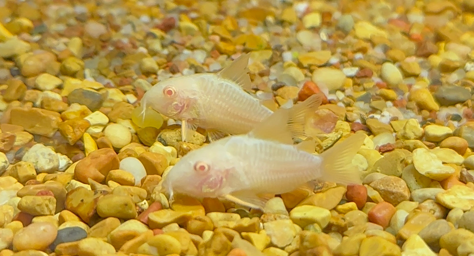 Albino Sterbai Cory (1.5”)