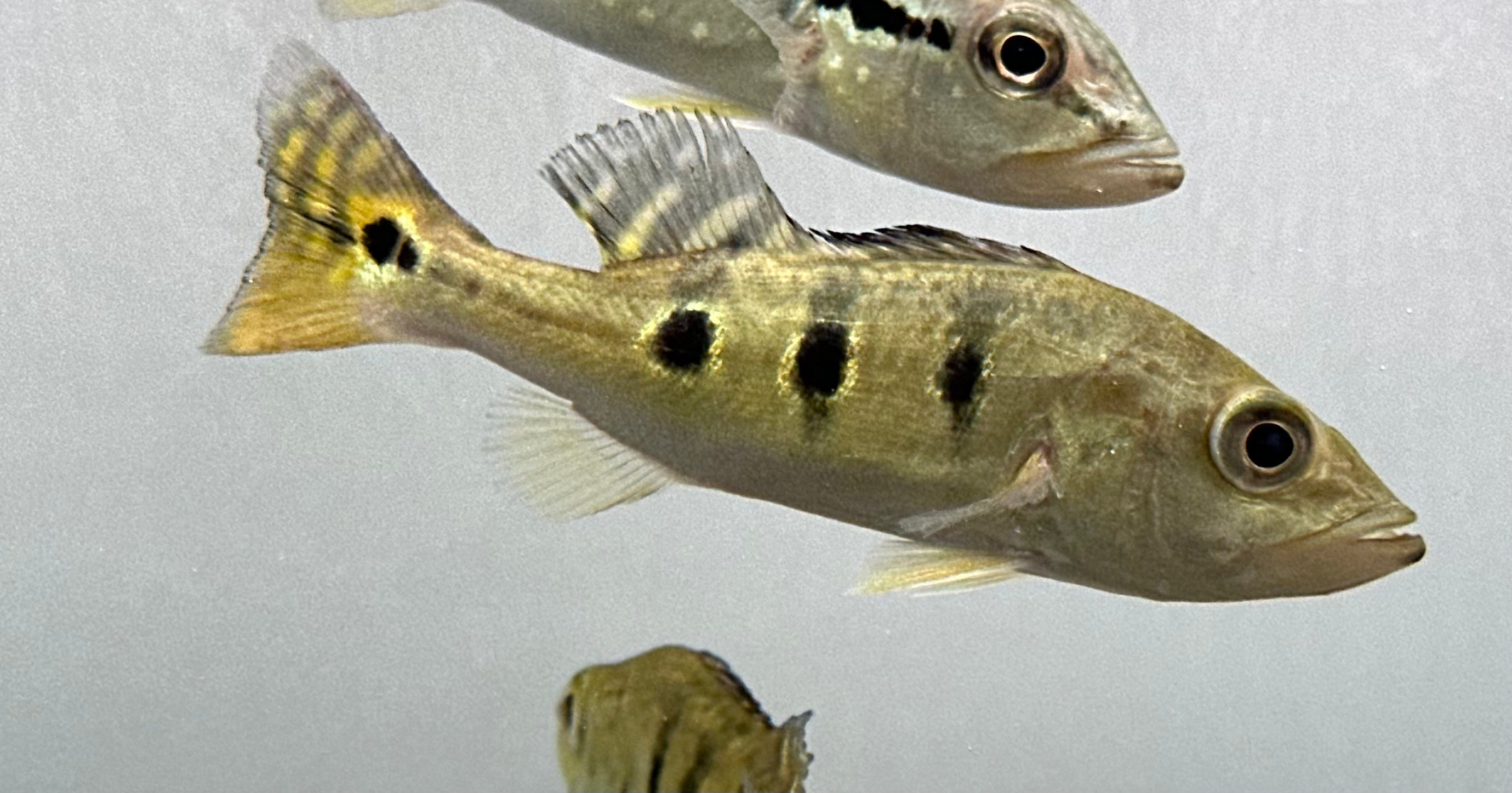 Kelberi Peacock Bass (5”)