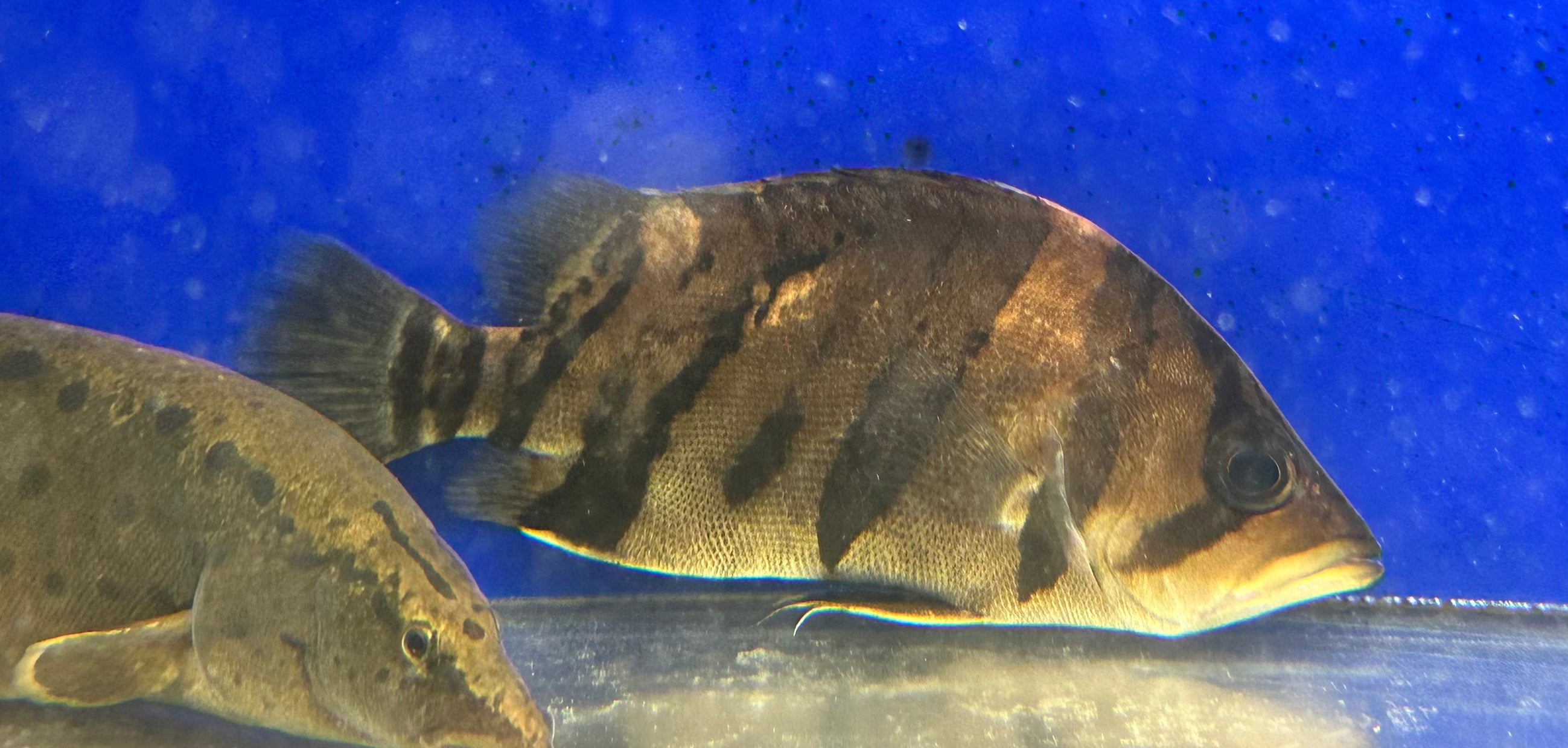 Mixed Bar Indo Datnoid (6-7”)