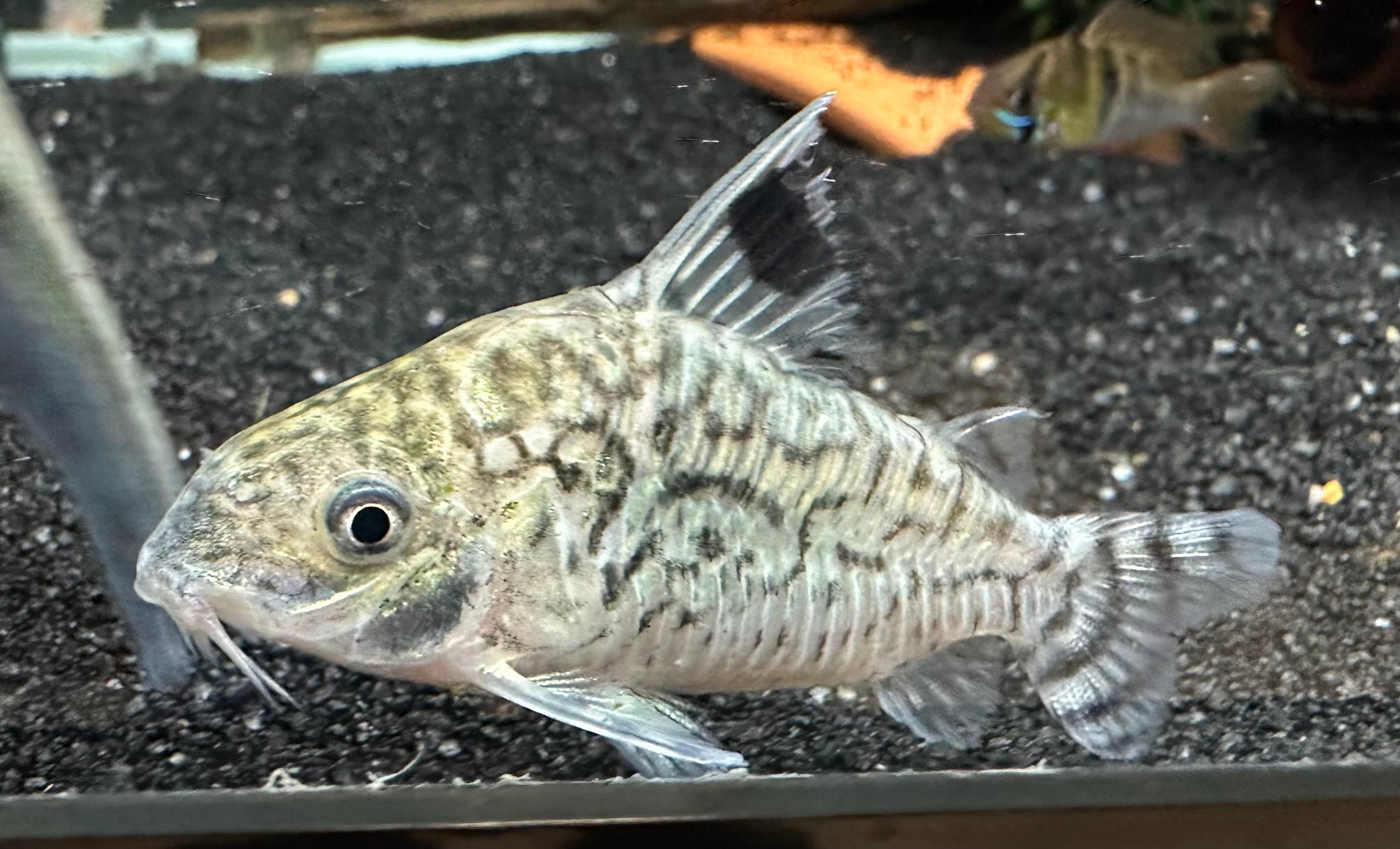 Reticulated Corydoras (1.5”)