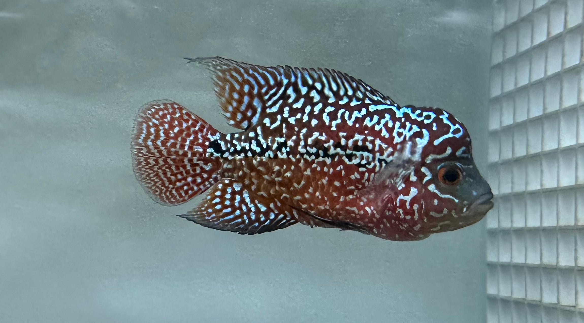 Red King Kamfa Flowerhorn (4”)