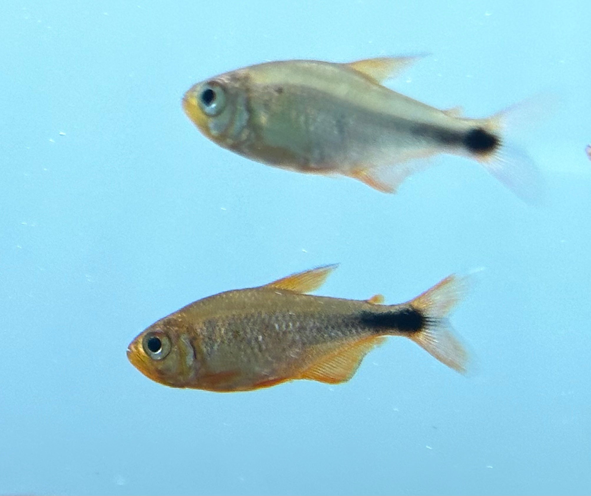 Hansenid Tetra (1.25”)