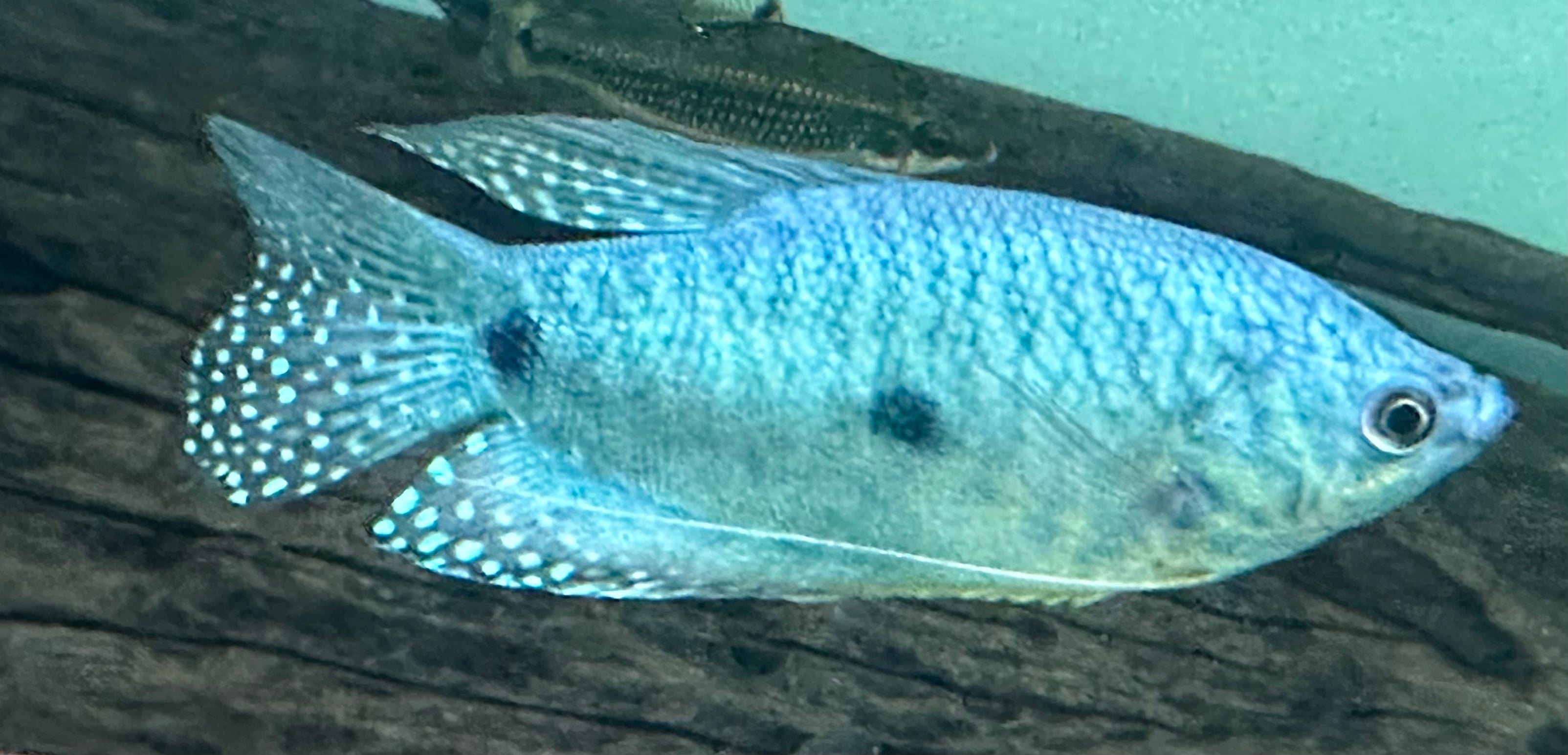 Blue Gourami (3.5”)