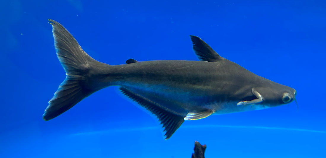 Iridescent Shark (11-12”)