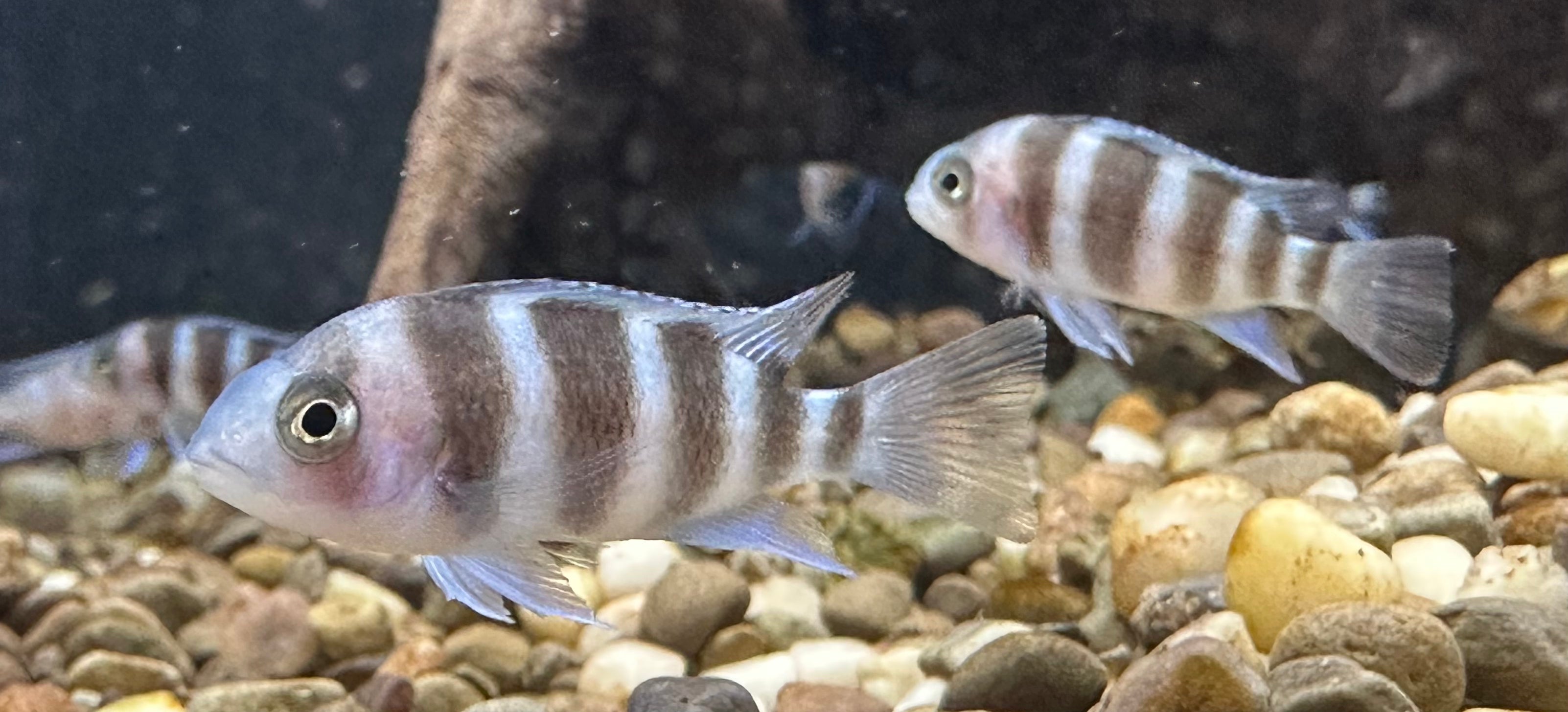 Frontosa (1.25-1.5”)