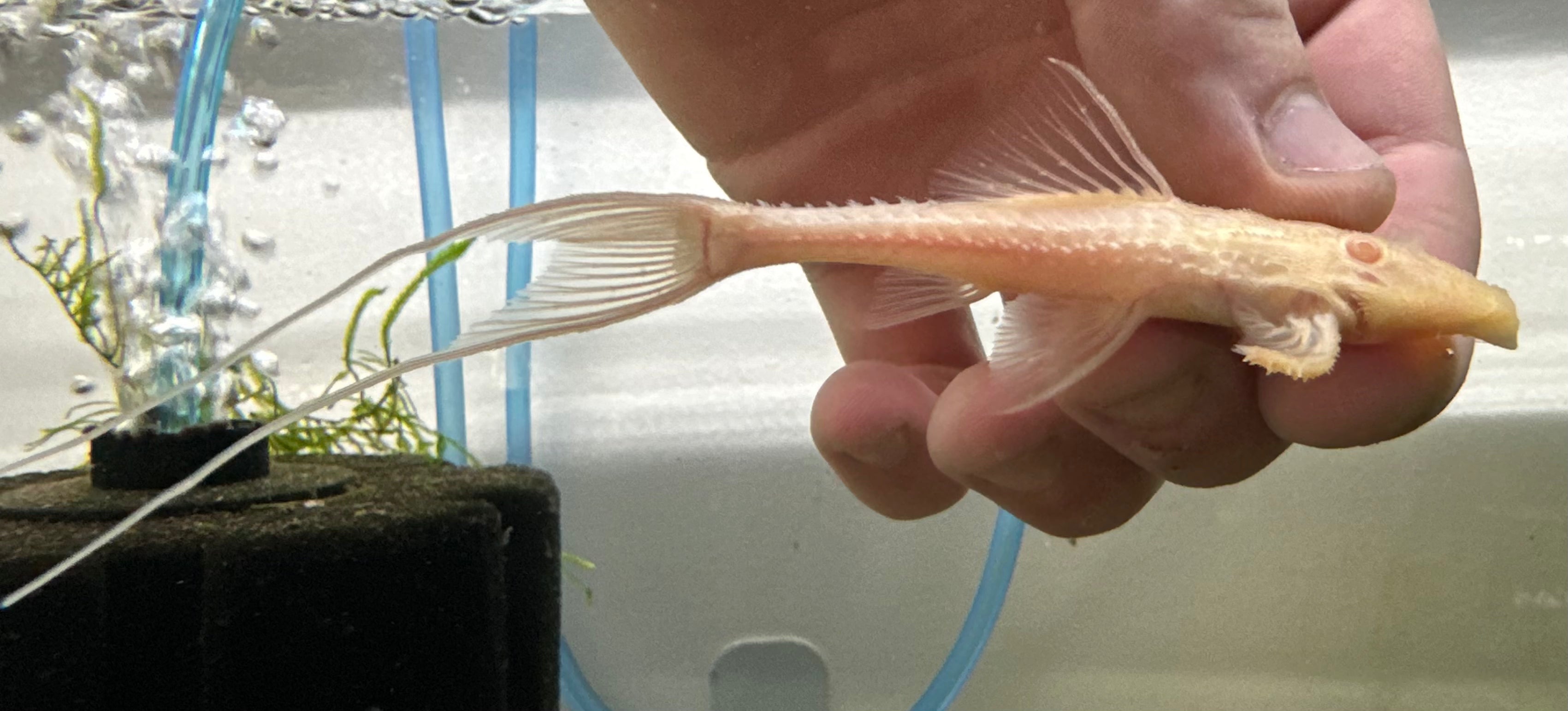 Albino L155 Adonis Pleco (2.5”)