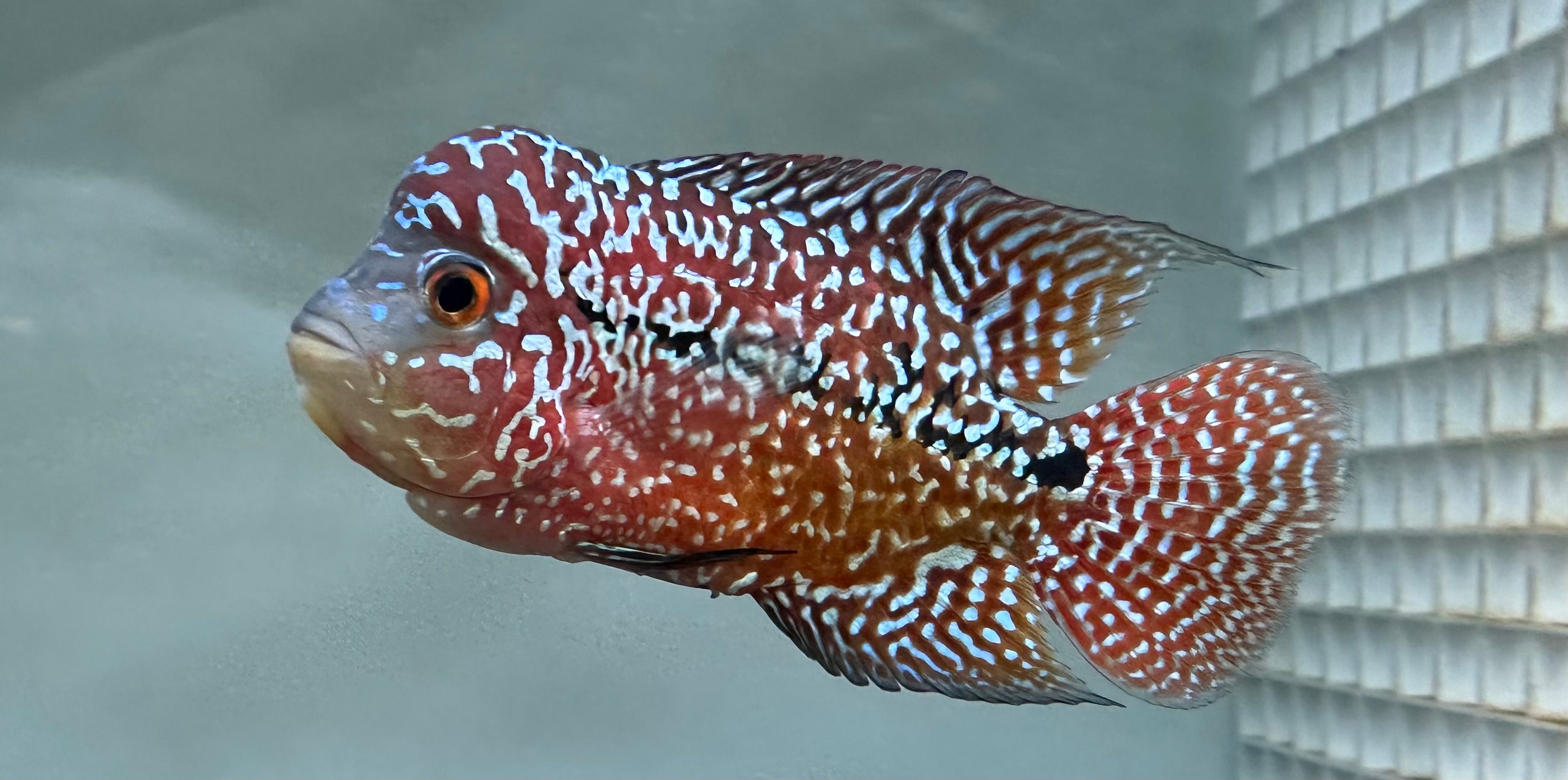 Red King Kamfa Flowerhorn (4”)