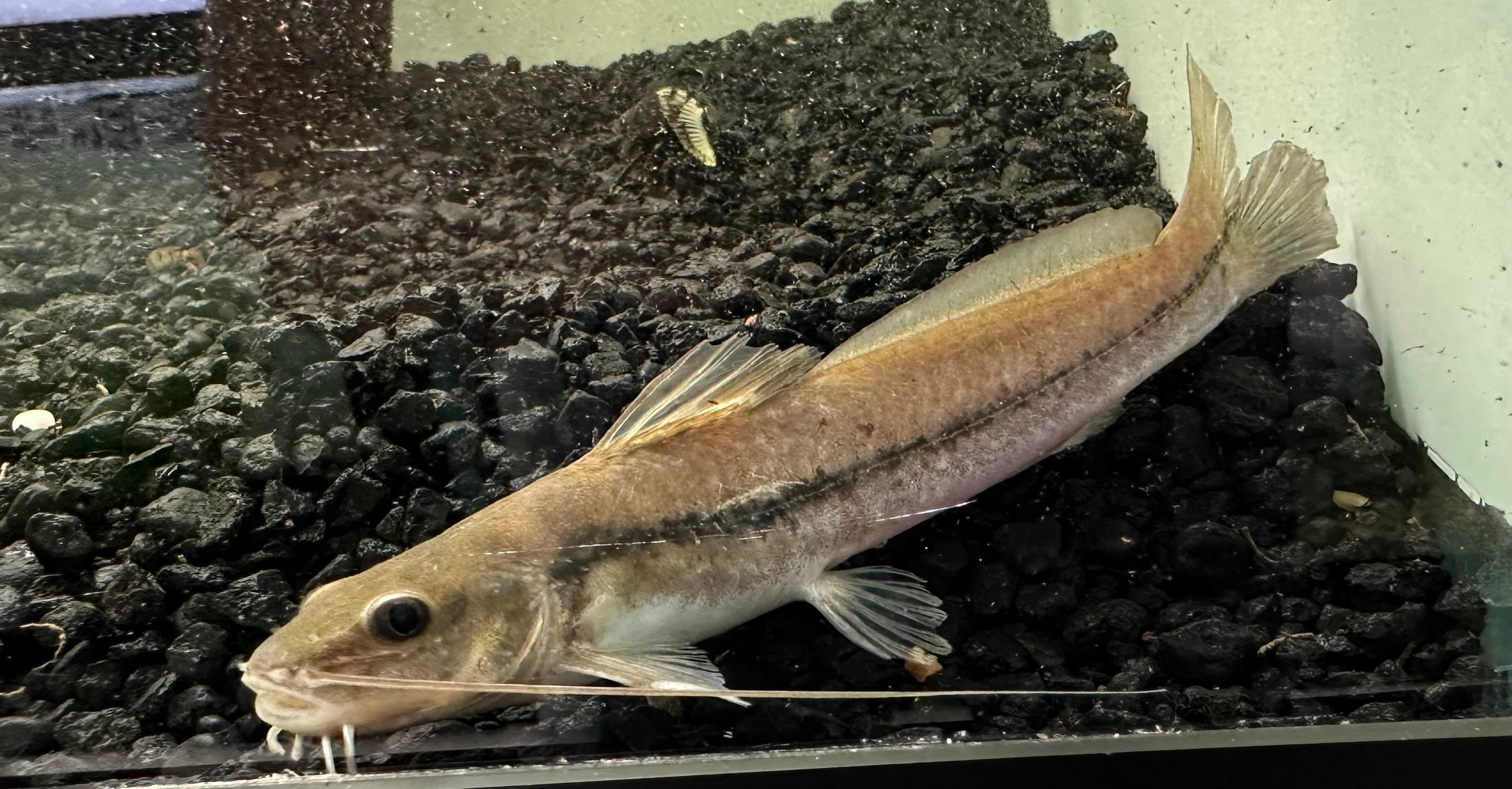 One Line Pim Catfish (4.5”)