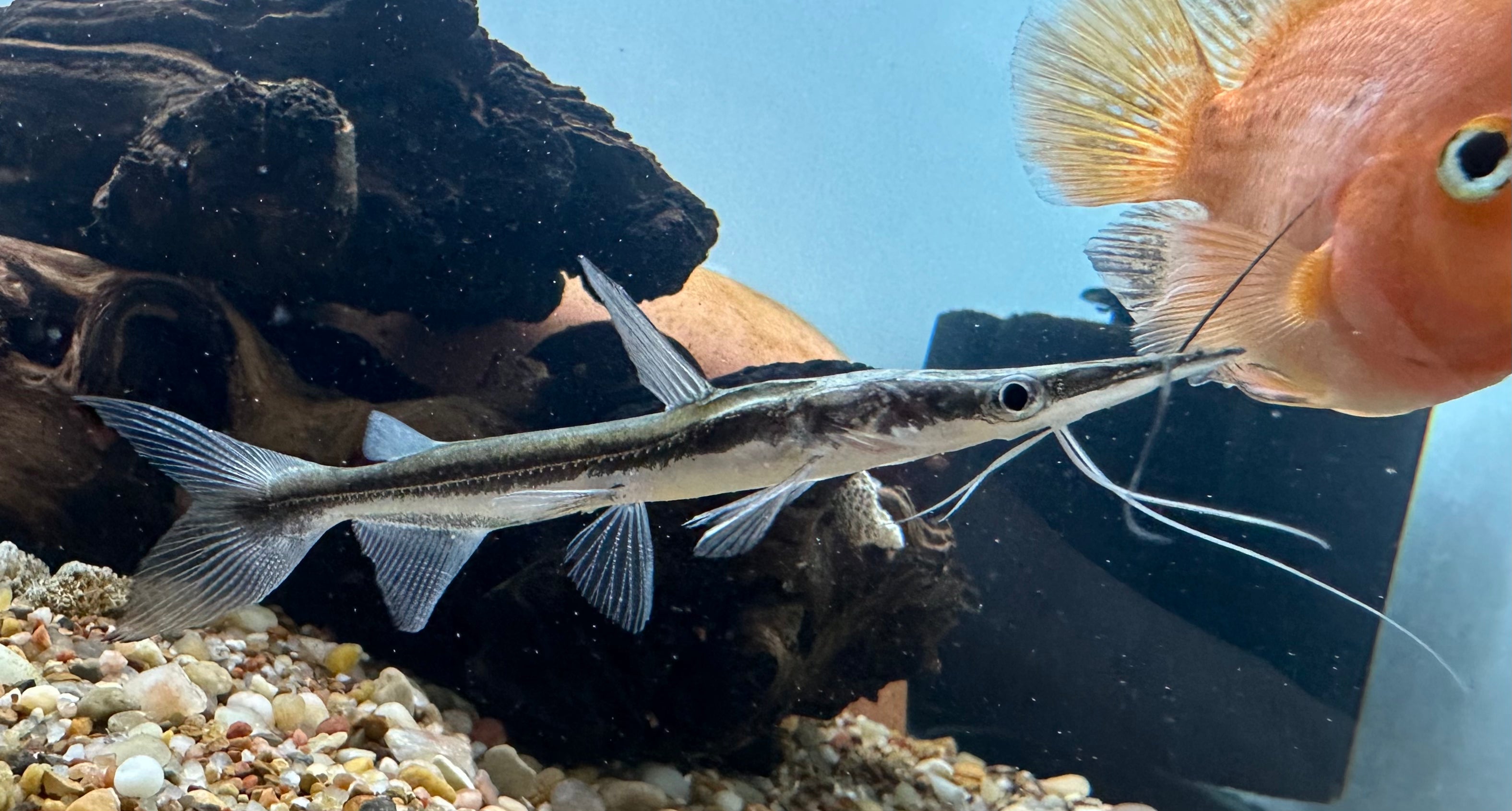 Lima Shovelnose Catfish (3.5-4”)