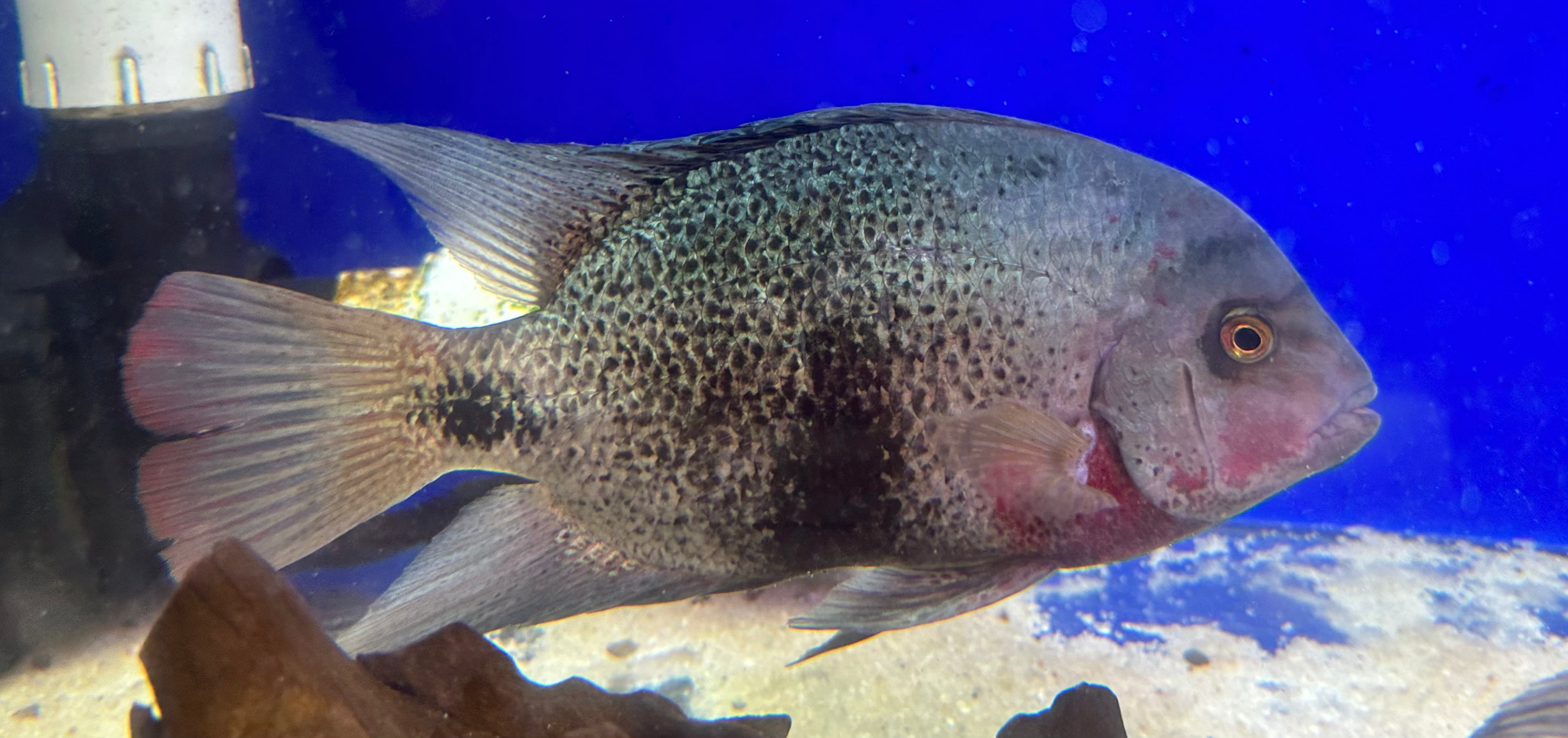 XL Black Belt Cichlid (9-10”)
