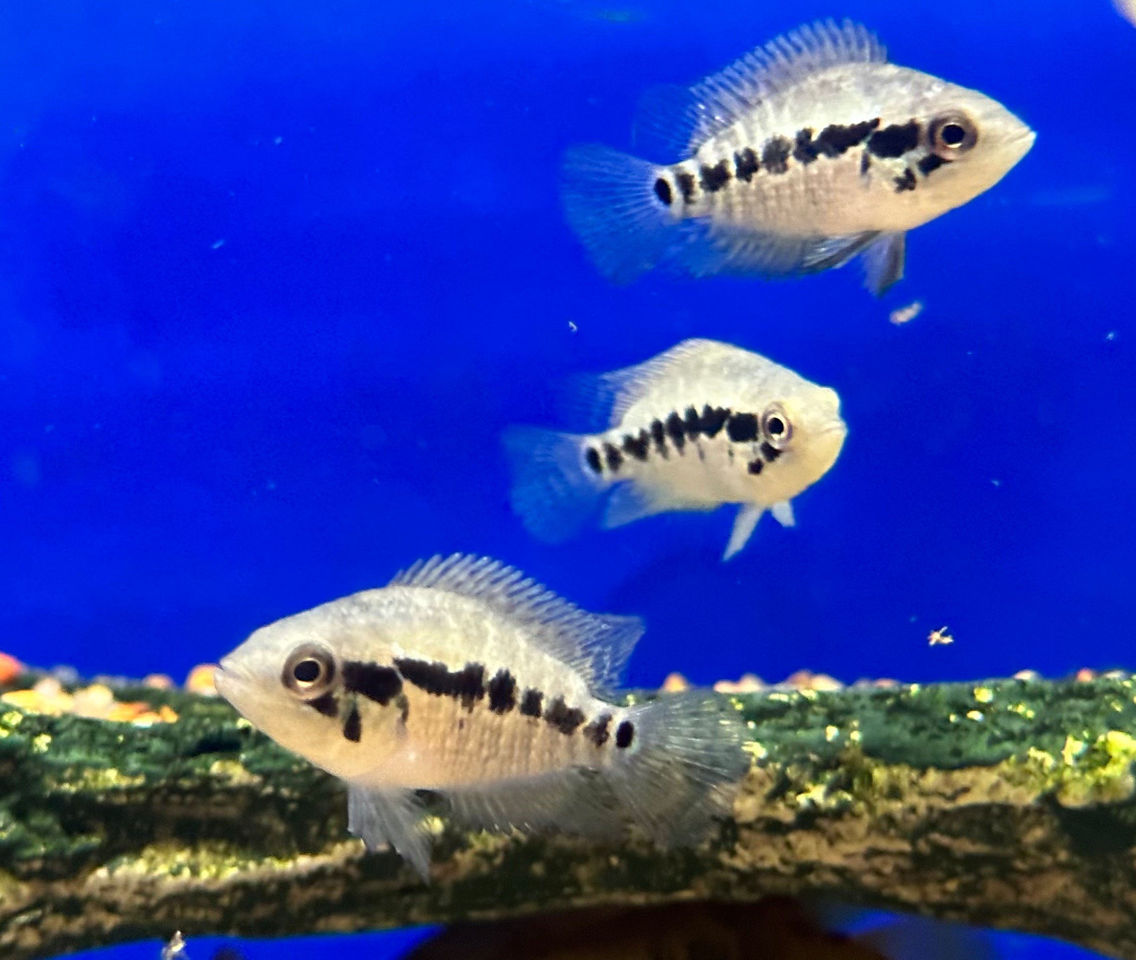 Loiselle Cichlid (1.25-1.5”)