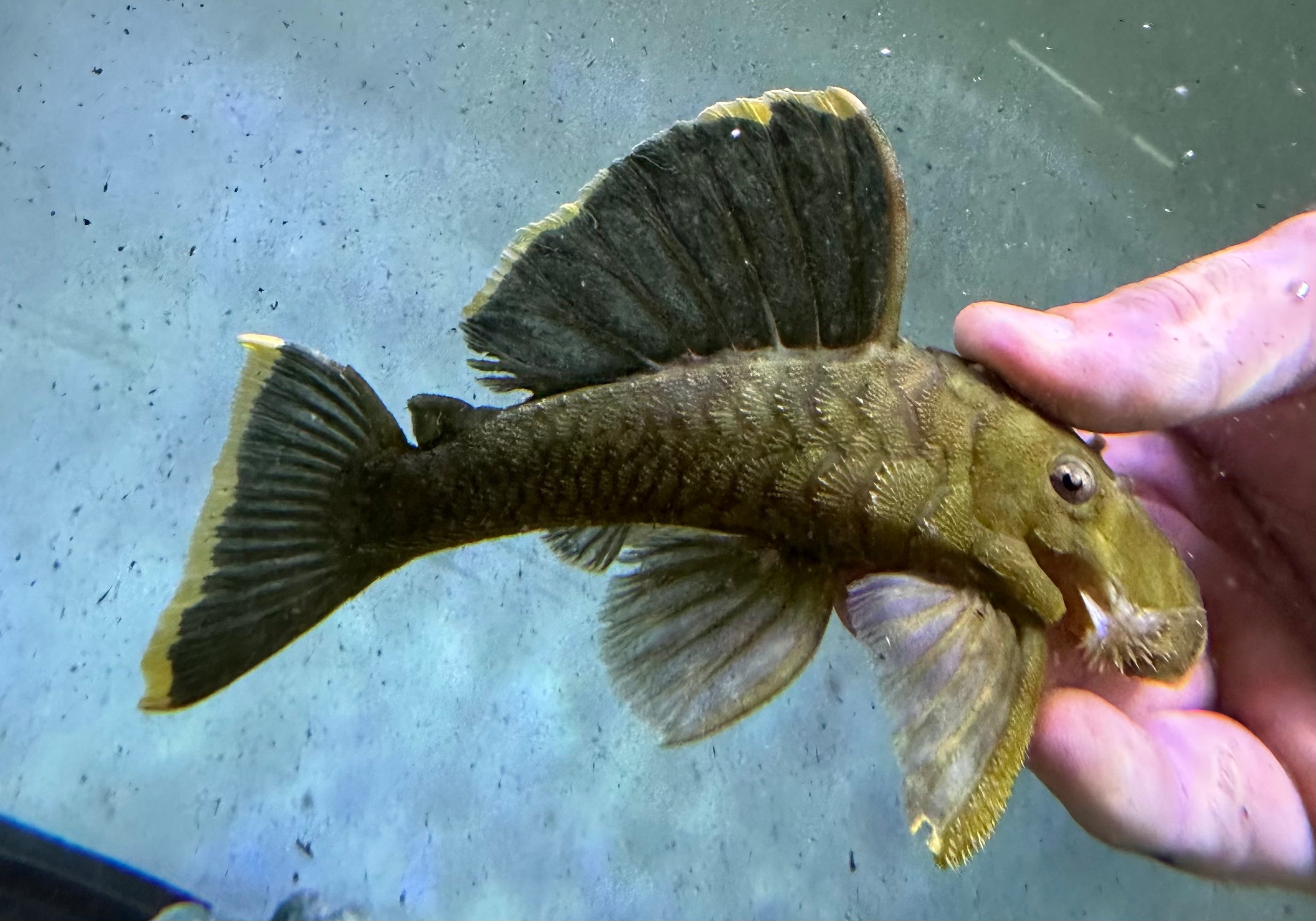 L047 Mango Pleco (6-7”)