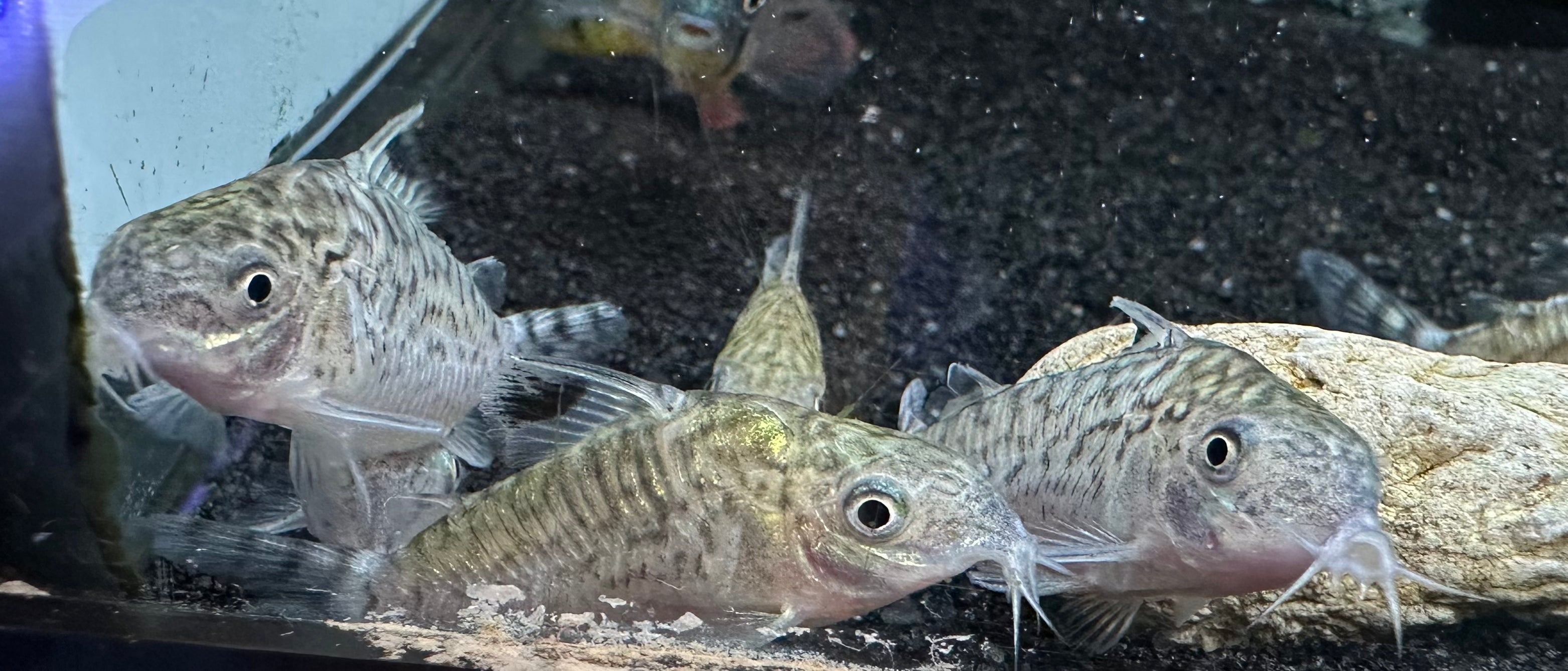 Reticulated Corydoras (1.5”)