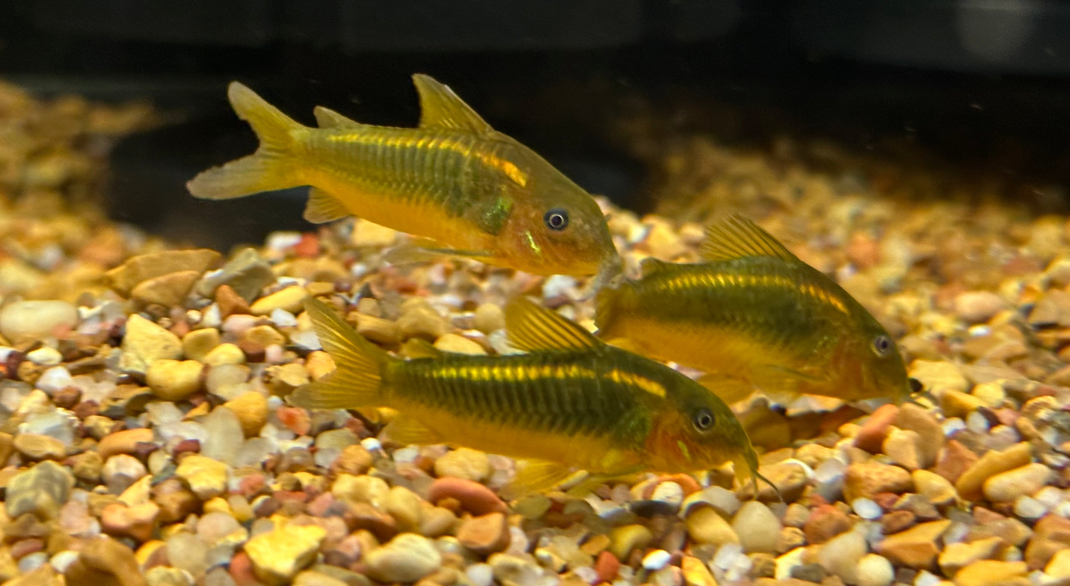 CW010 Orange Laser Cory (1.5”)