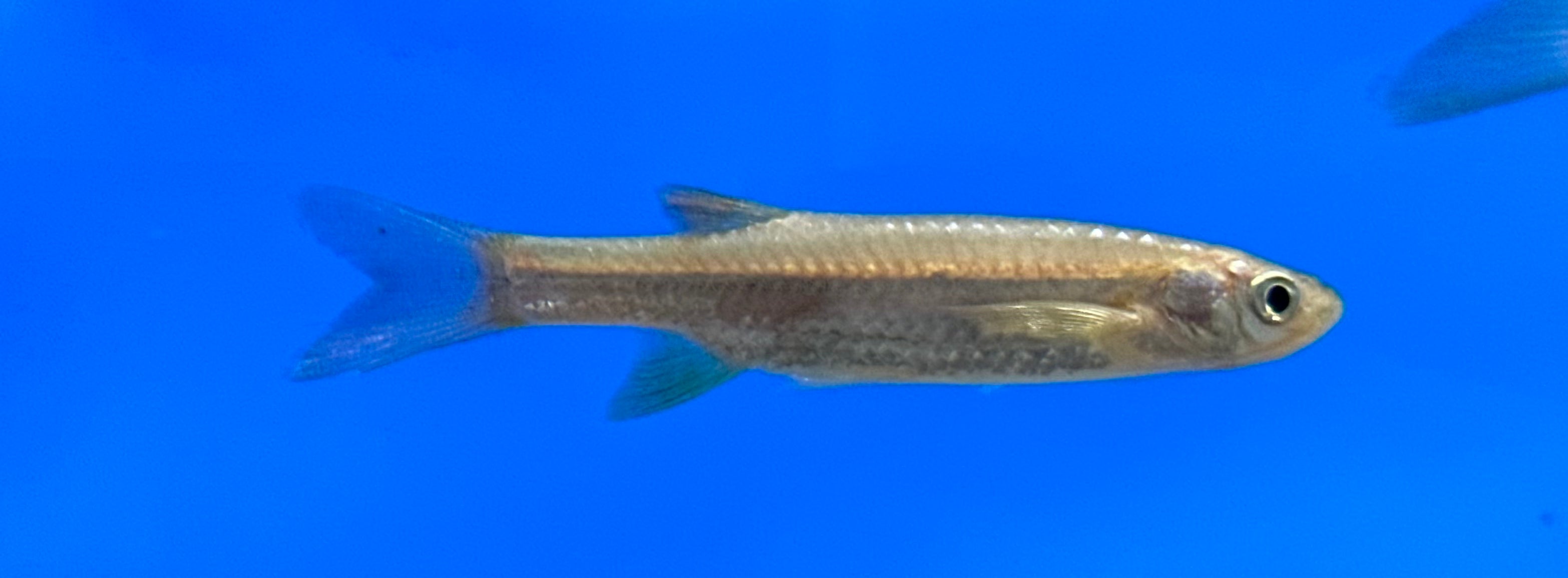 One Line Rasbora (1.5”)