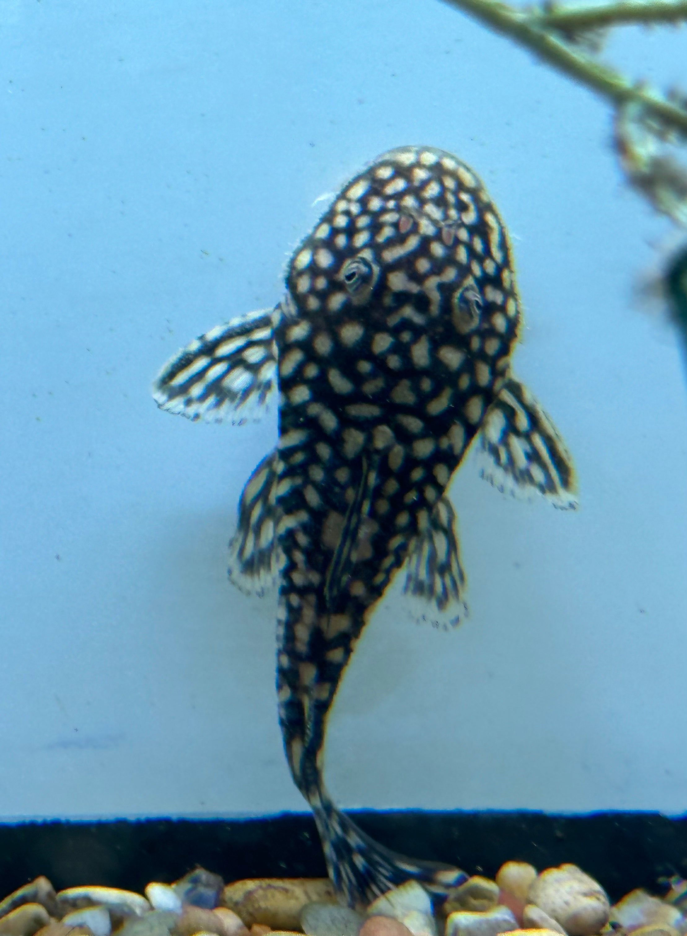 Pleco pizarra (2”+)
