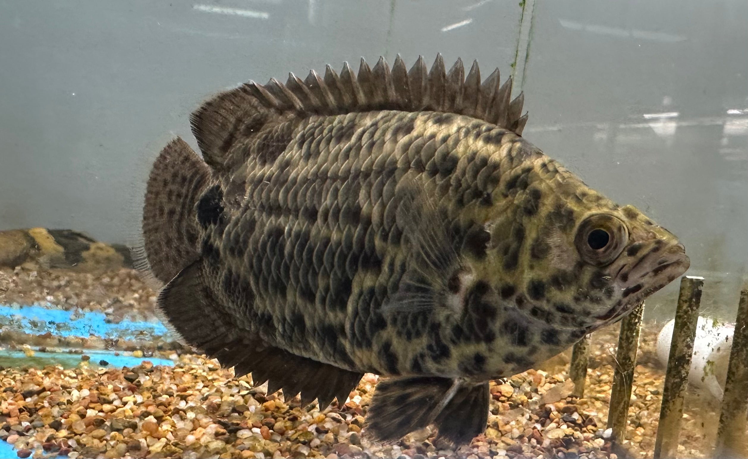 Pez hoja ctenopoma (4,5-5”)