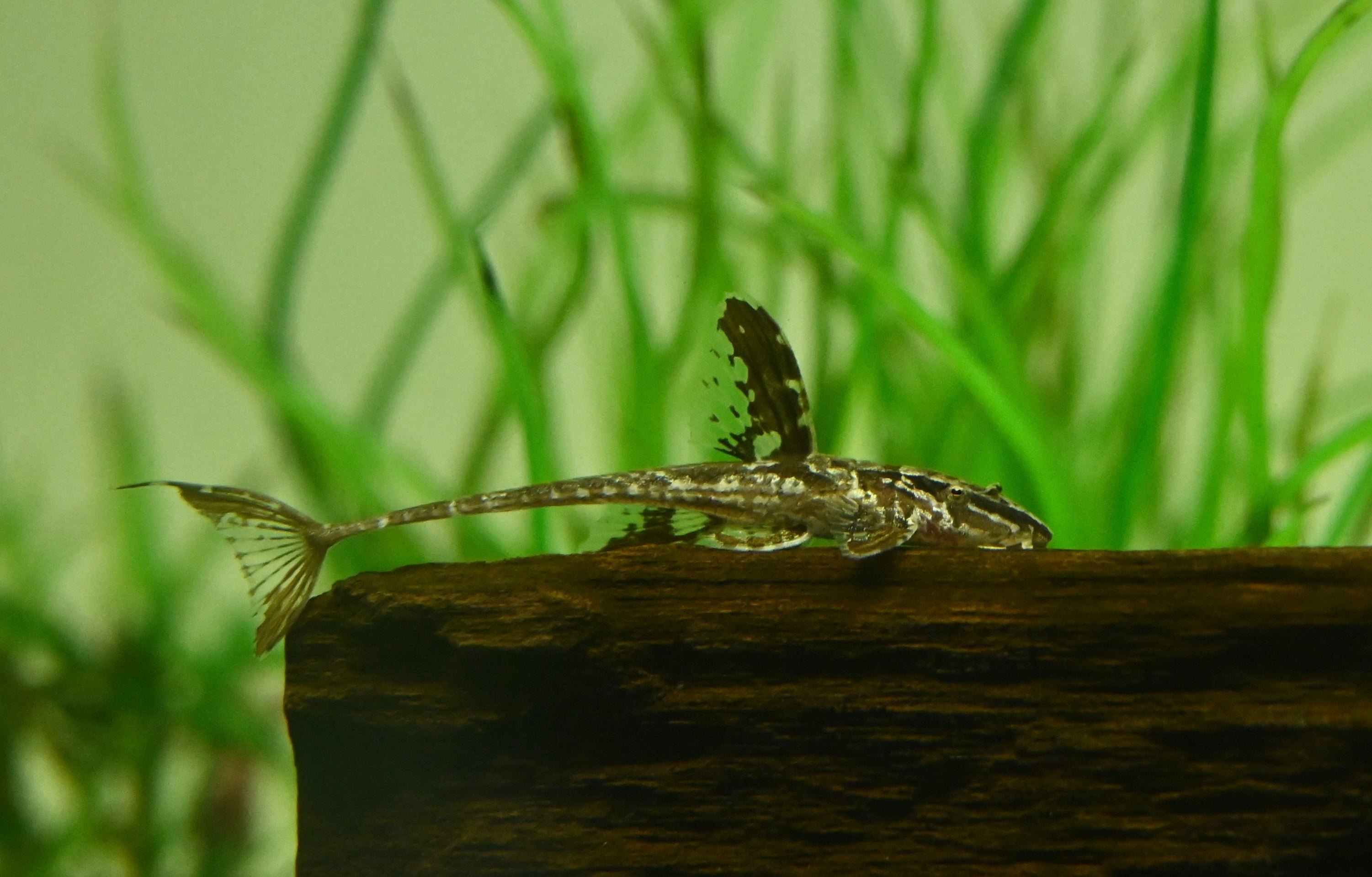 Red Lizard Whiptail (2.5”)