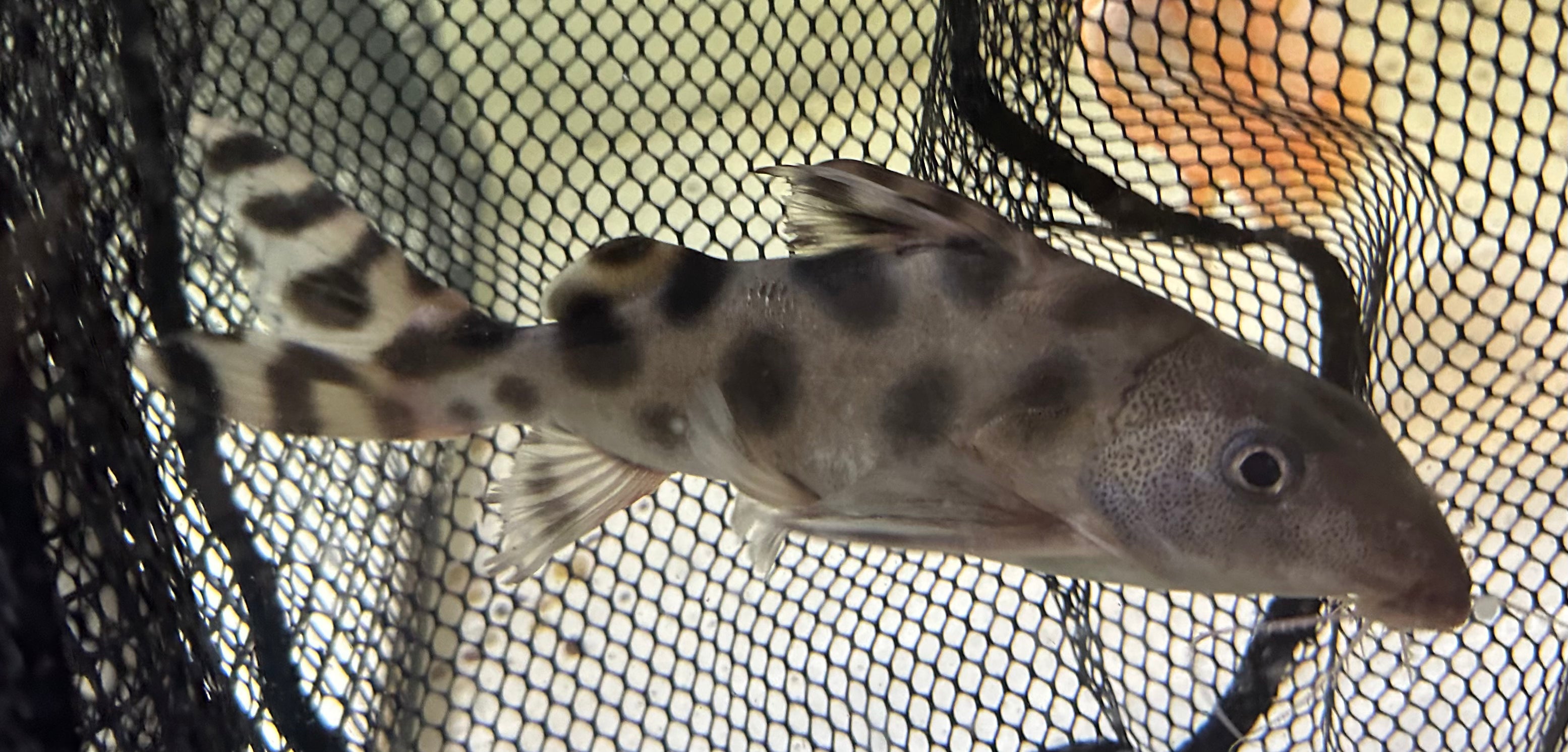 Synodontis Decorus (8-9”)