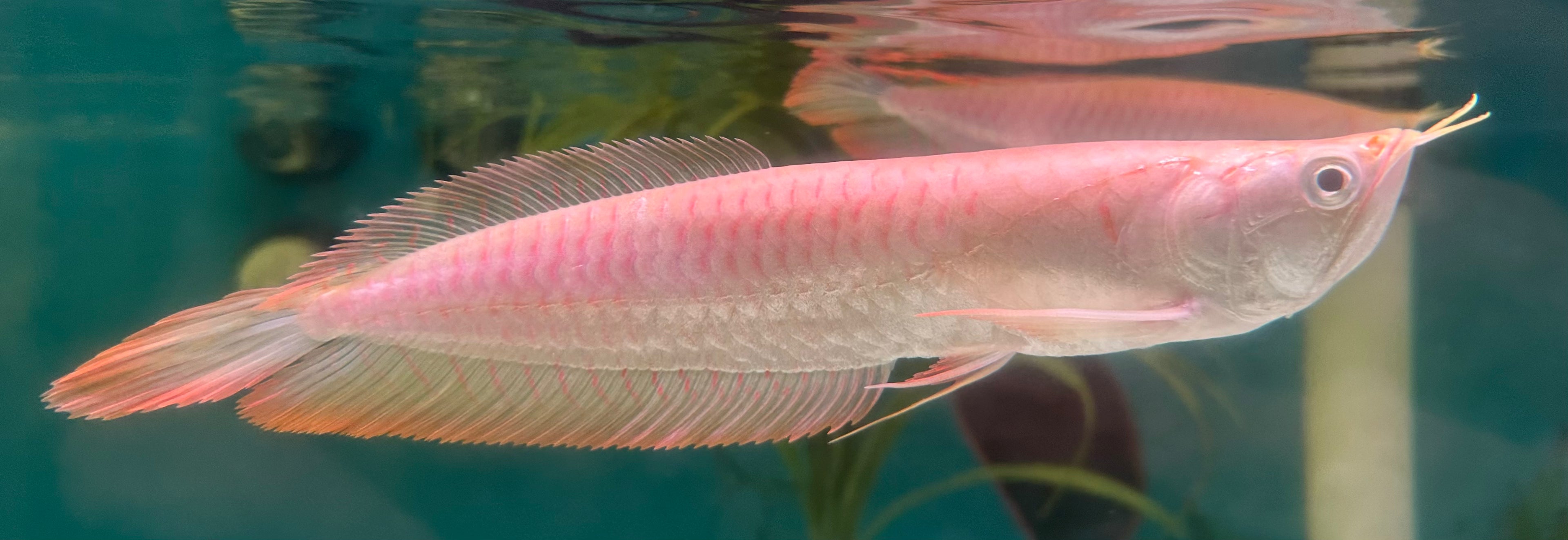 Albino Silver Arowana (9-10”+)