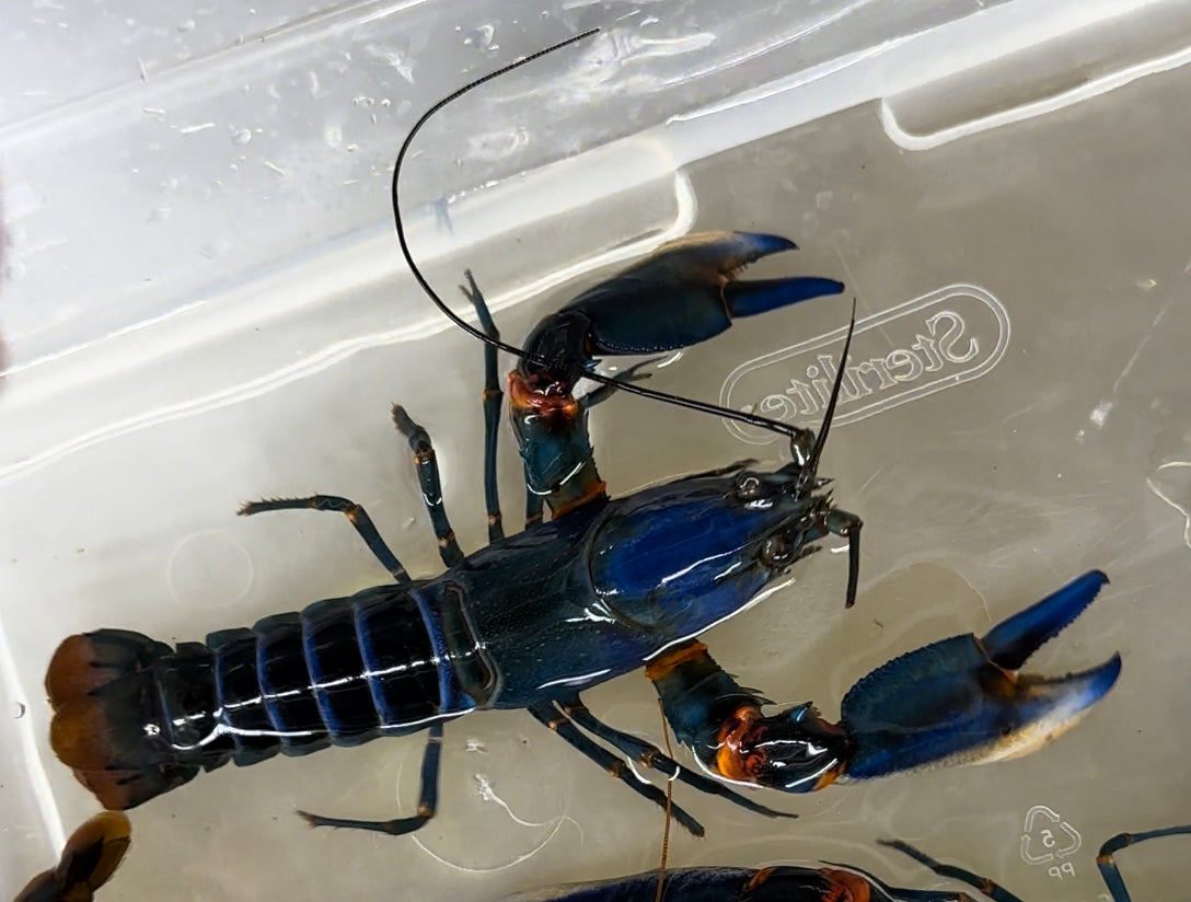 Blue Kong Crayfish (5”+)