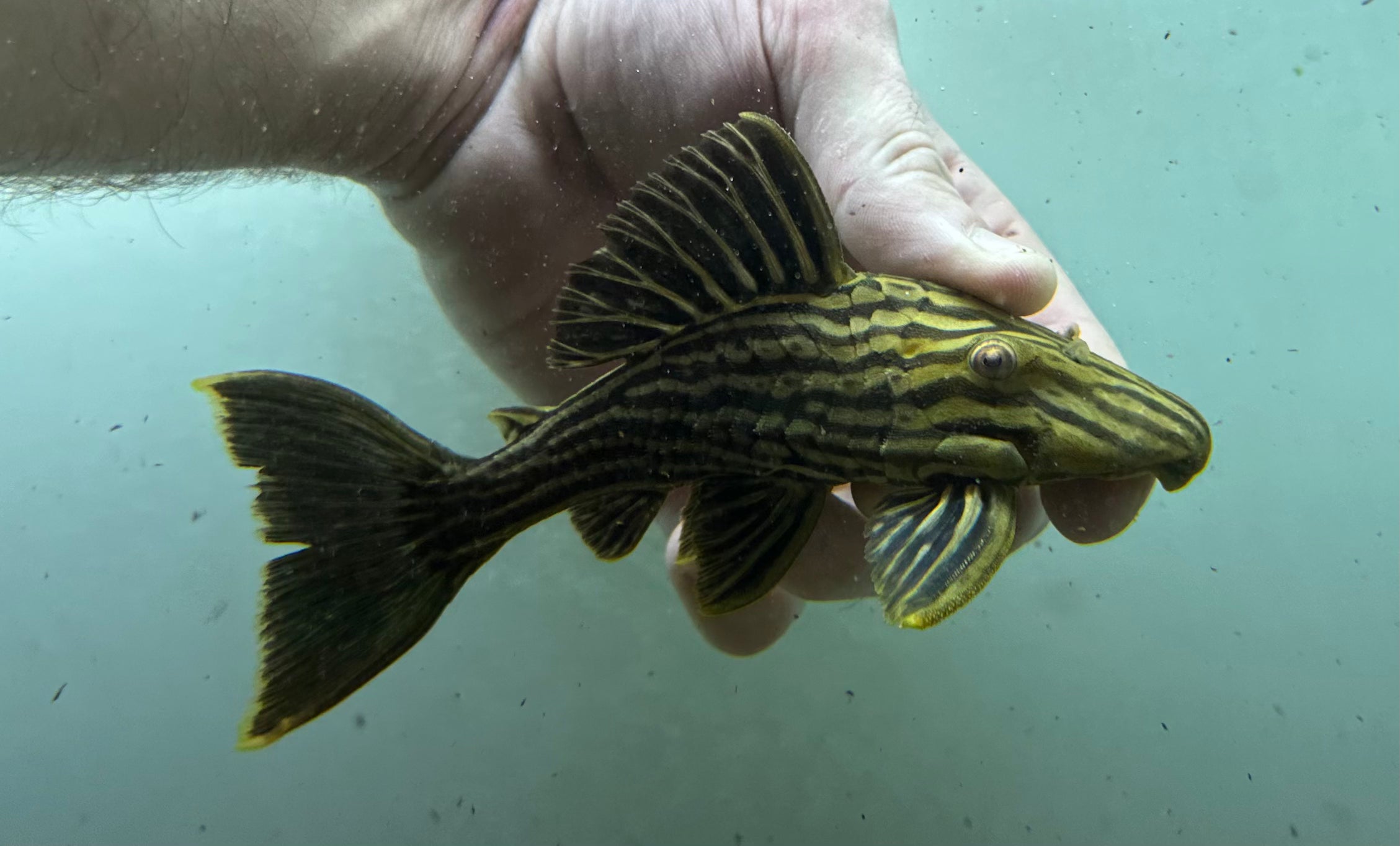 L027 “Araguaia” Royal Pleco (6”)