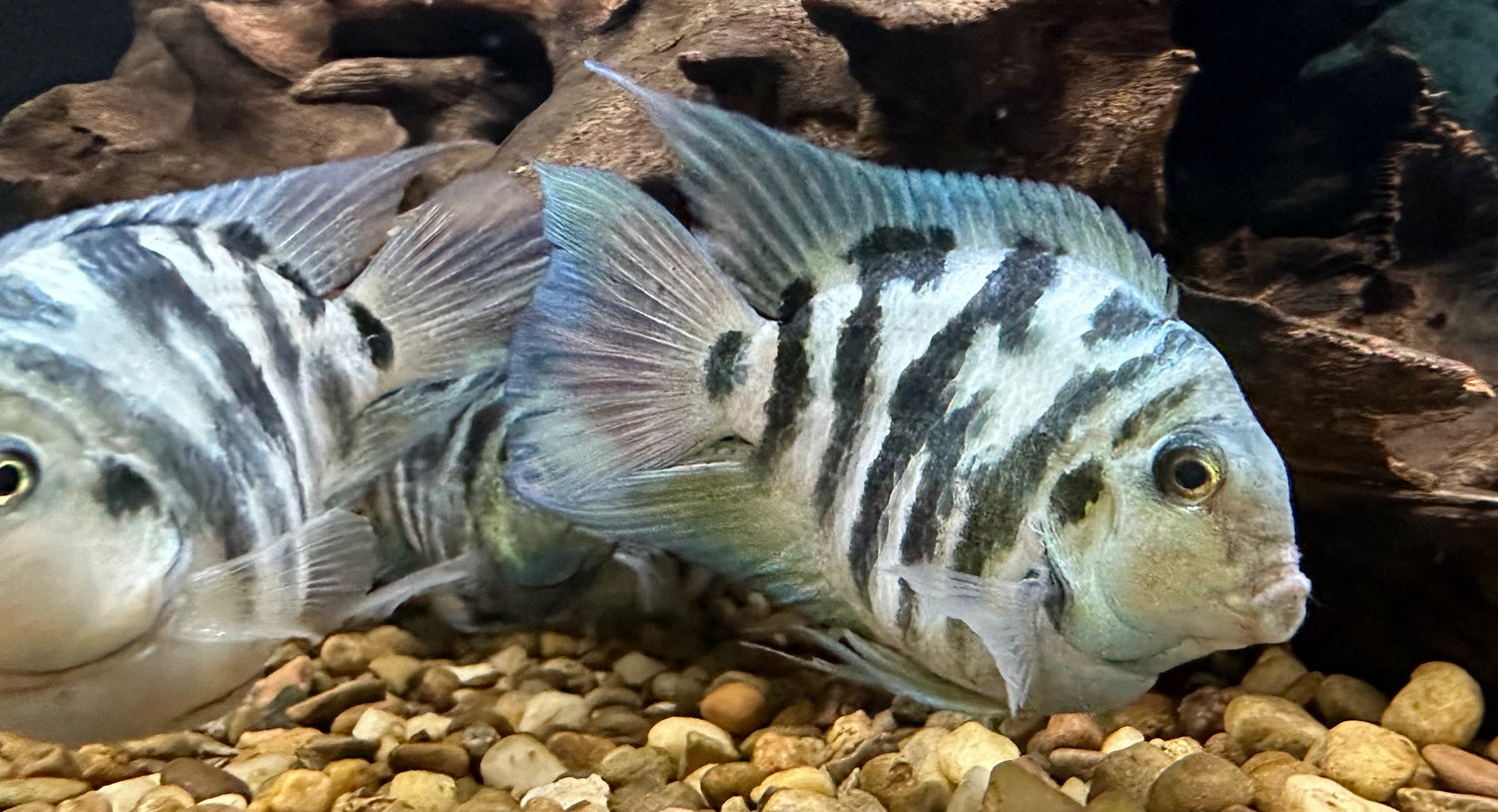Large Polar Parrot (2.5-3”)