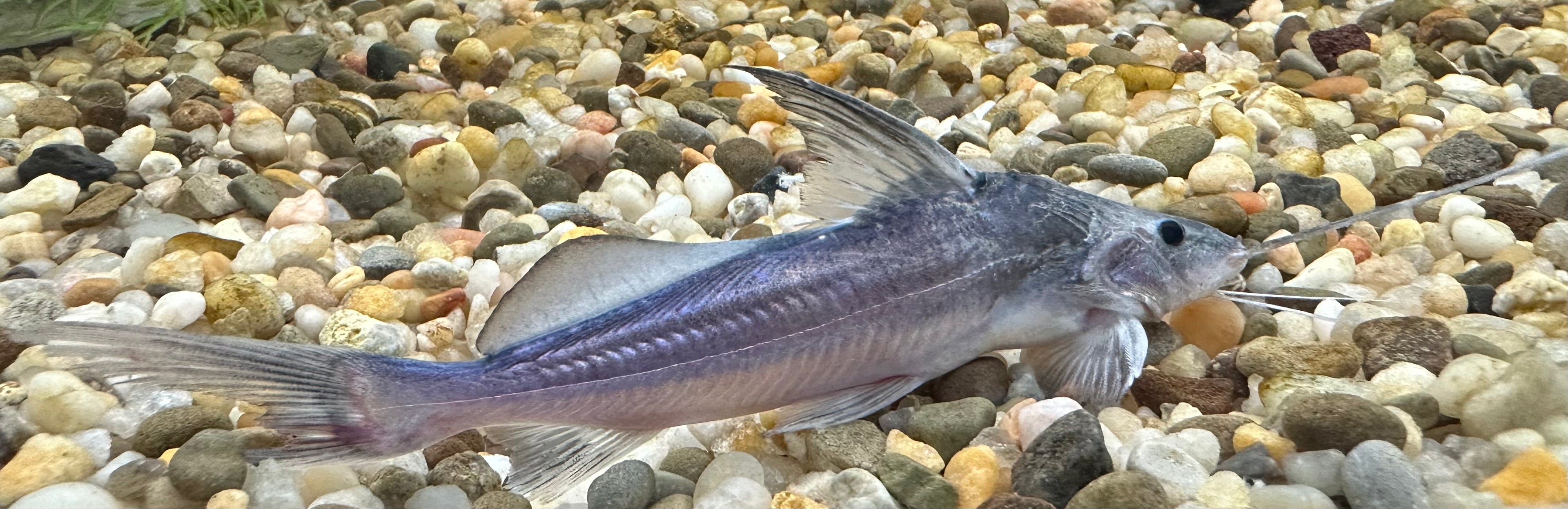 Jumper Catfish (4.5-5”)