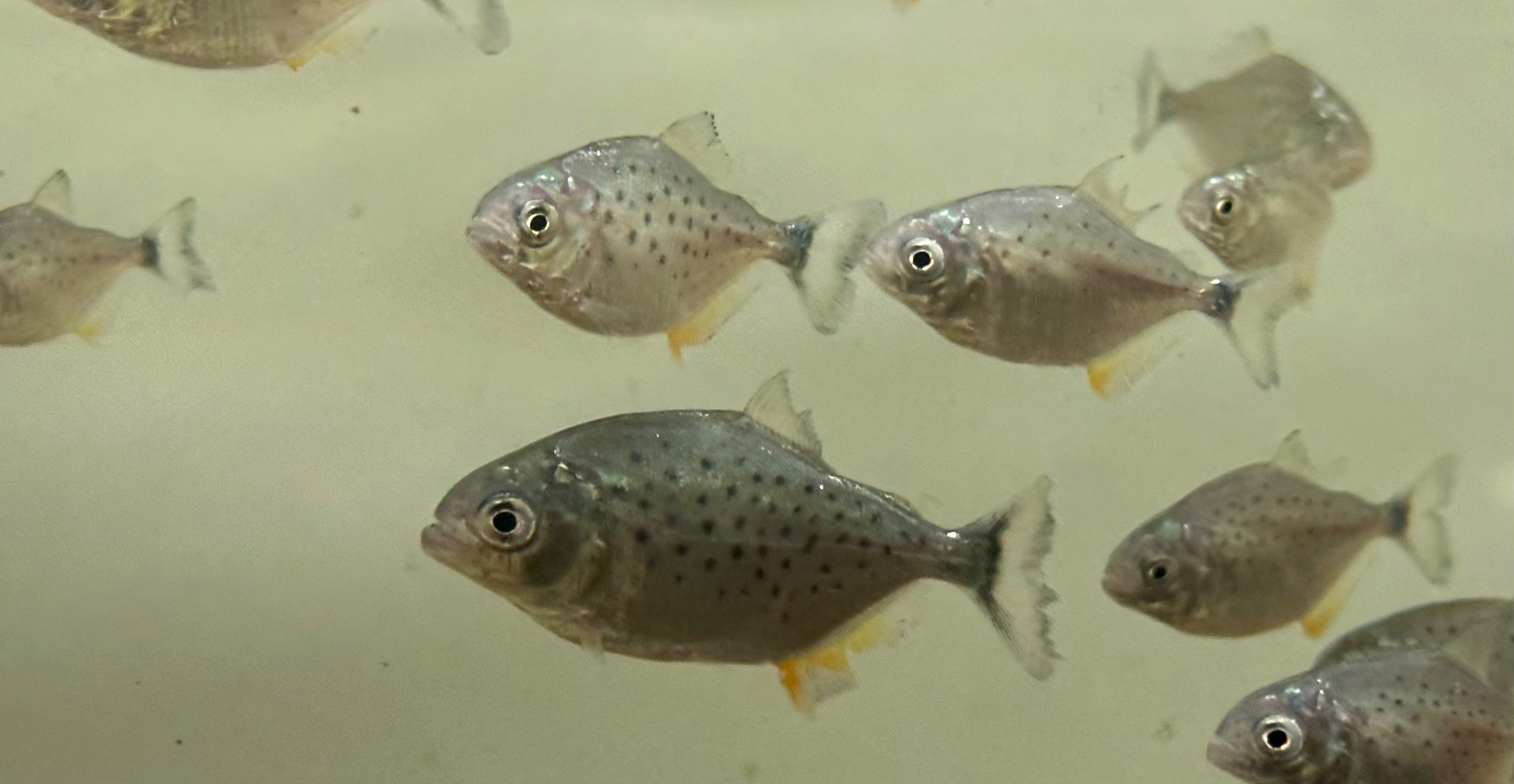 Baby Red Belly Piranha (1.75”)