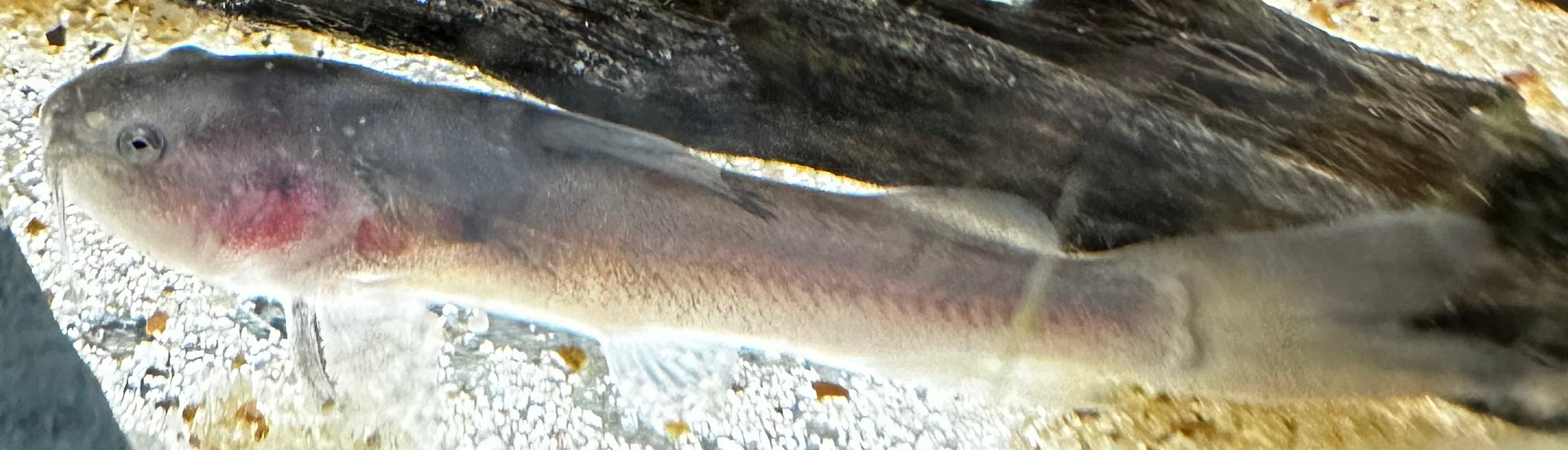 Rita Rita Catfish (1”)
