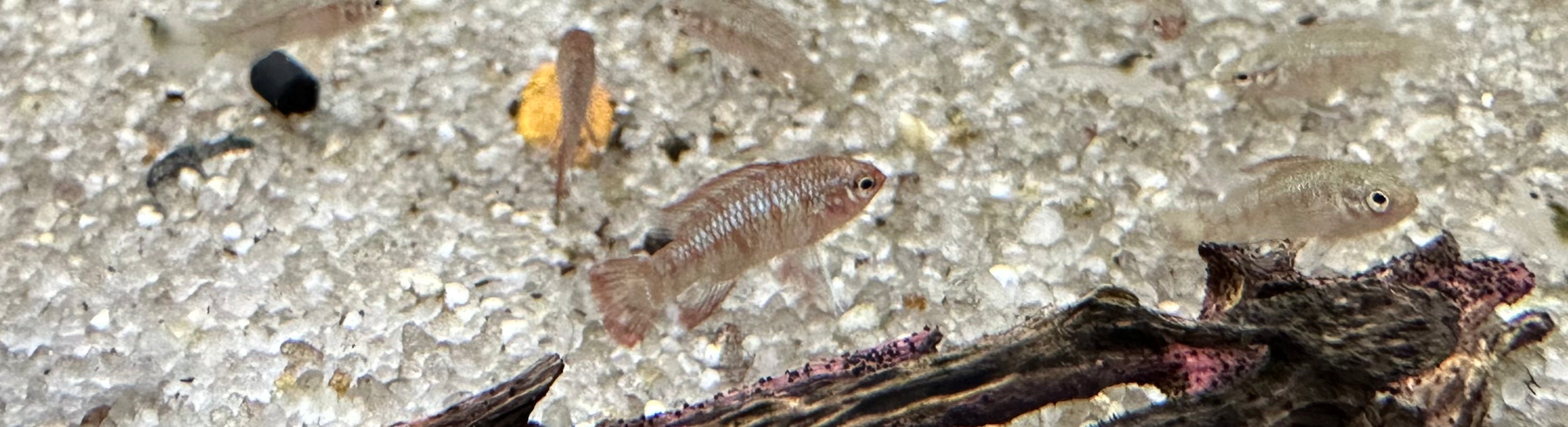 Badis escarlata (0,75-1”)