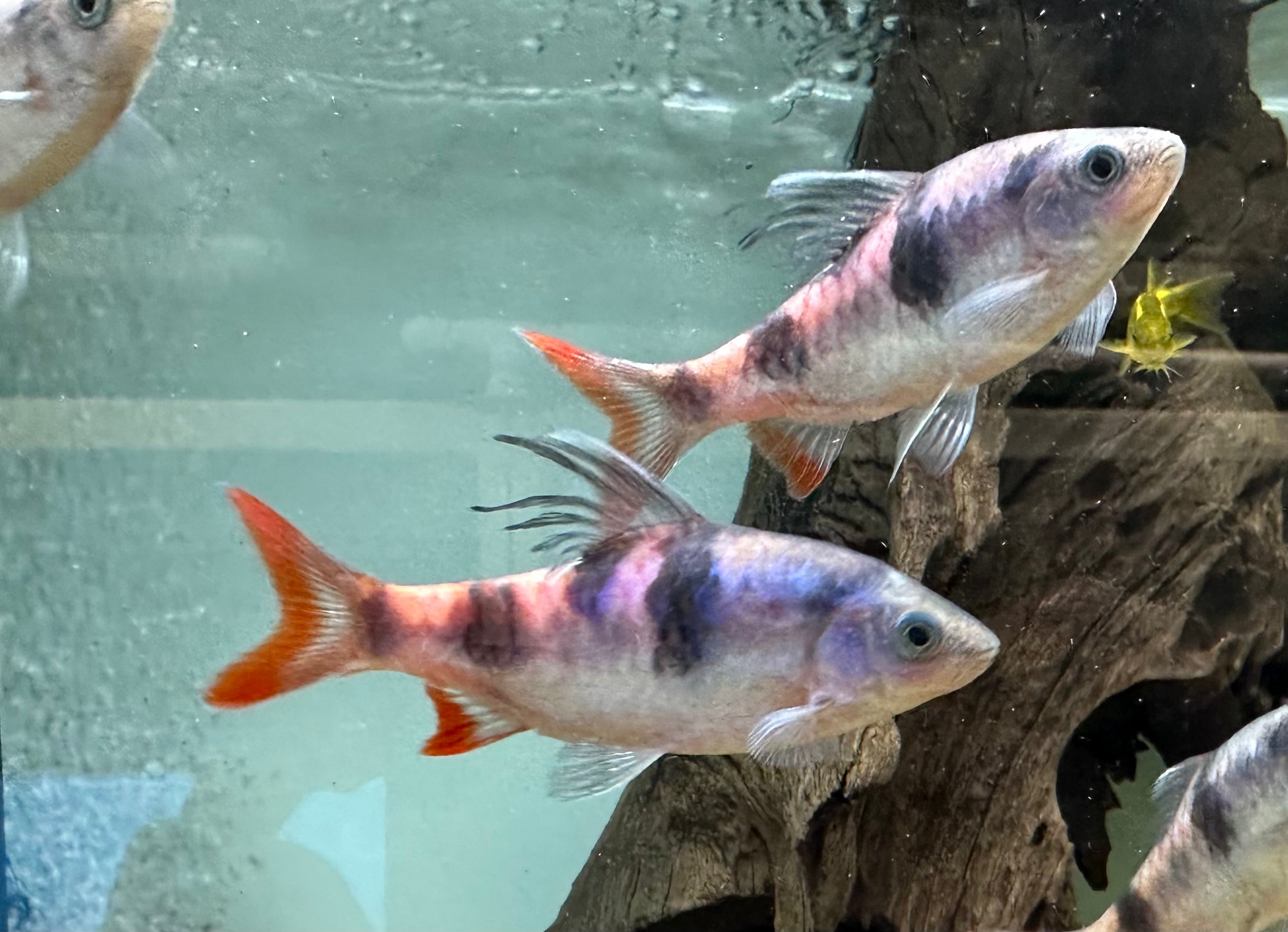 XL Arulius Barb (3-3.5”)