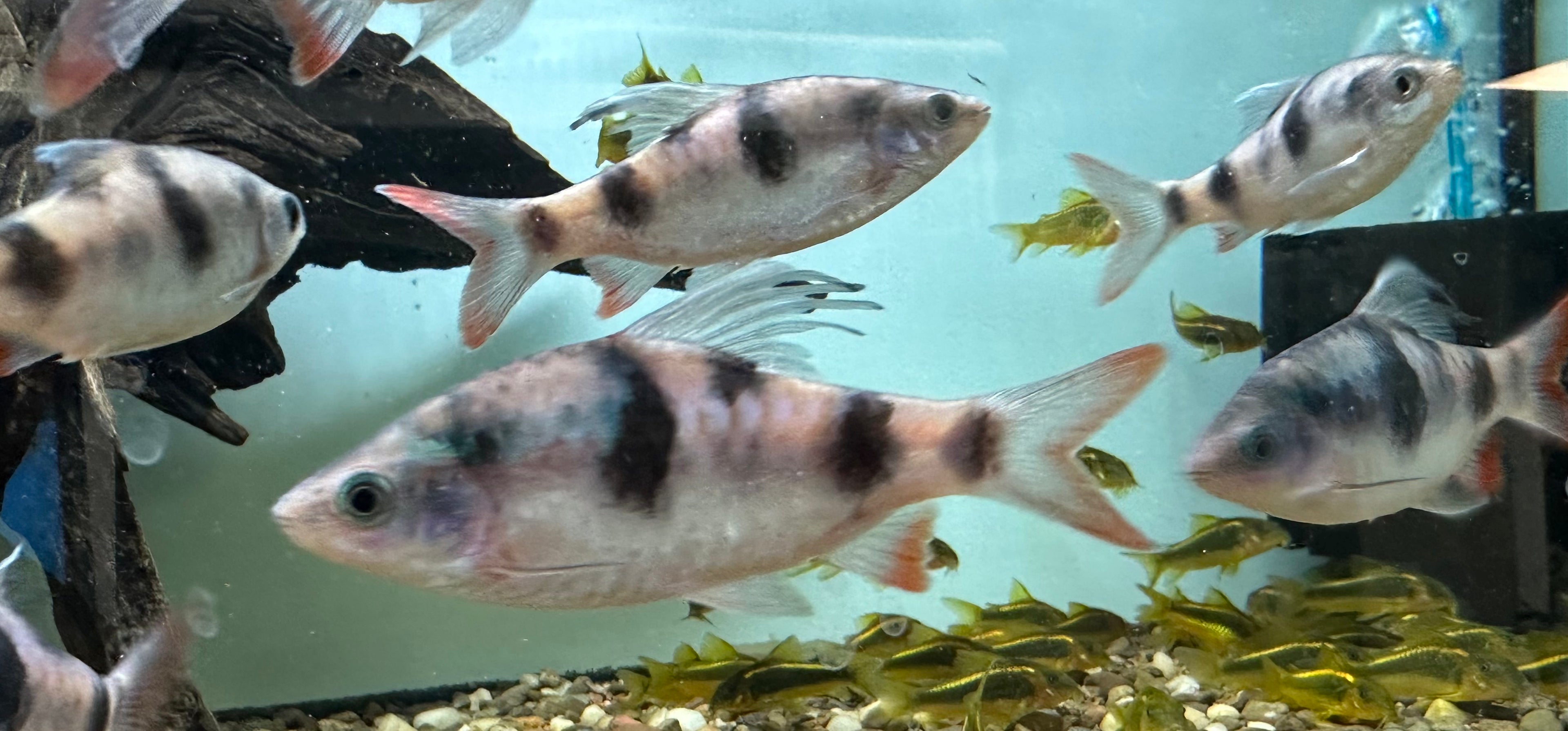XL Arulius Barb (3-3.5”)