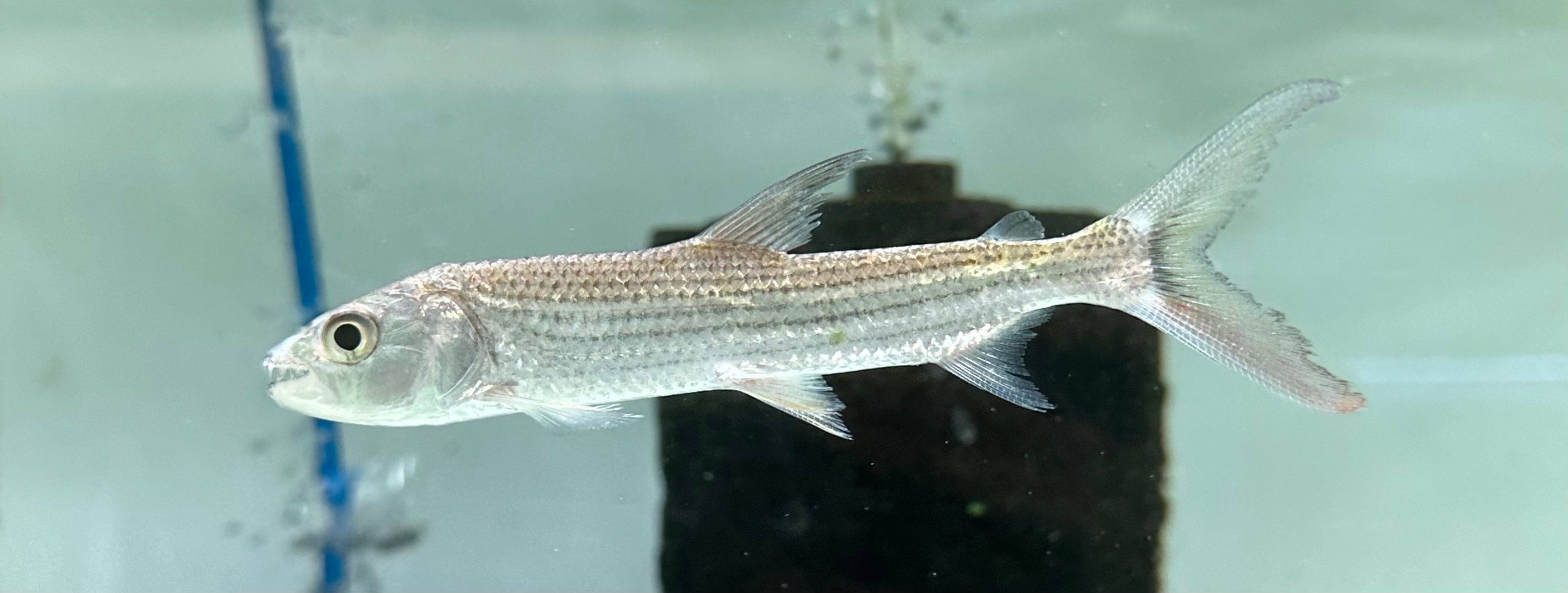 Vittatus Tigerfish (3.5-4”)