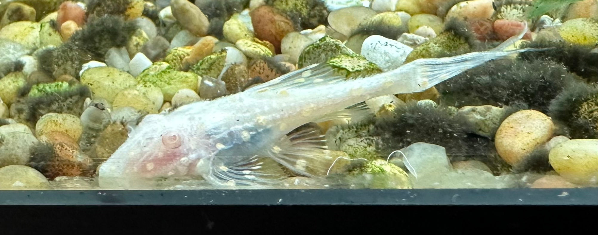 Albino L155 Adonis Pleco (2”)