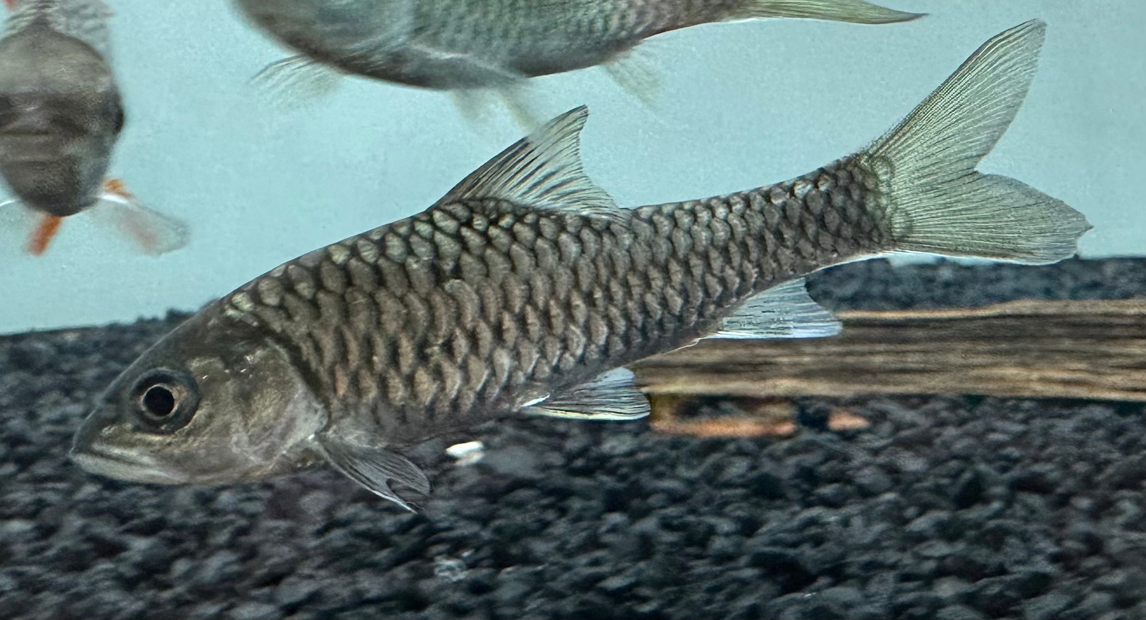 Mahseer (3.5-4”)