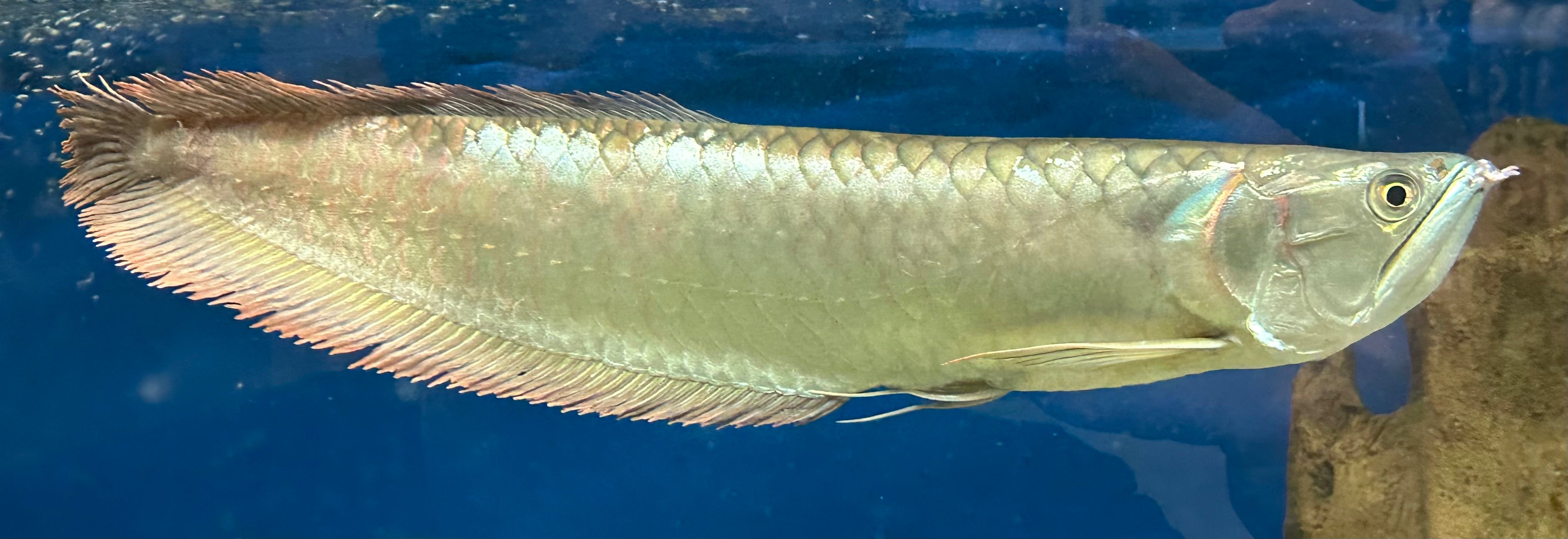 XL Silver Arowana (18-20”)