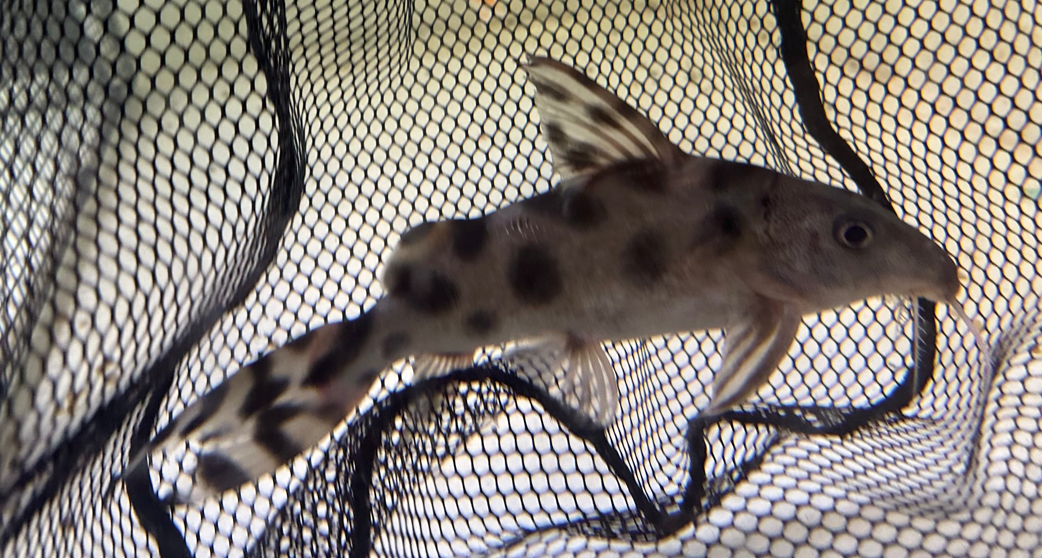 Synodontis Decorus (8-9”)