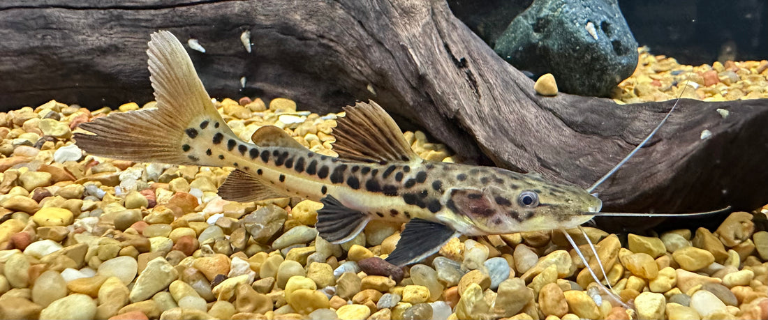 Tiger Shovelnose Hybrid Catfish (2.5”)