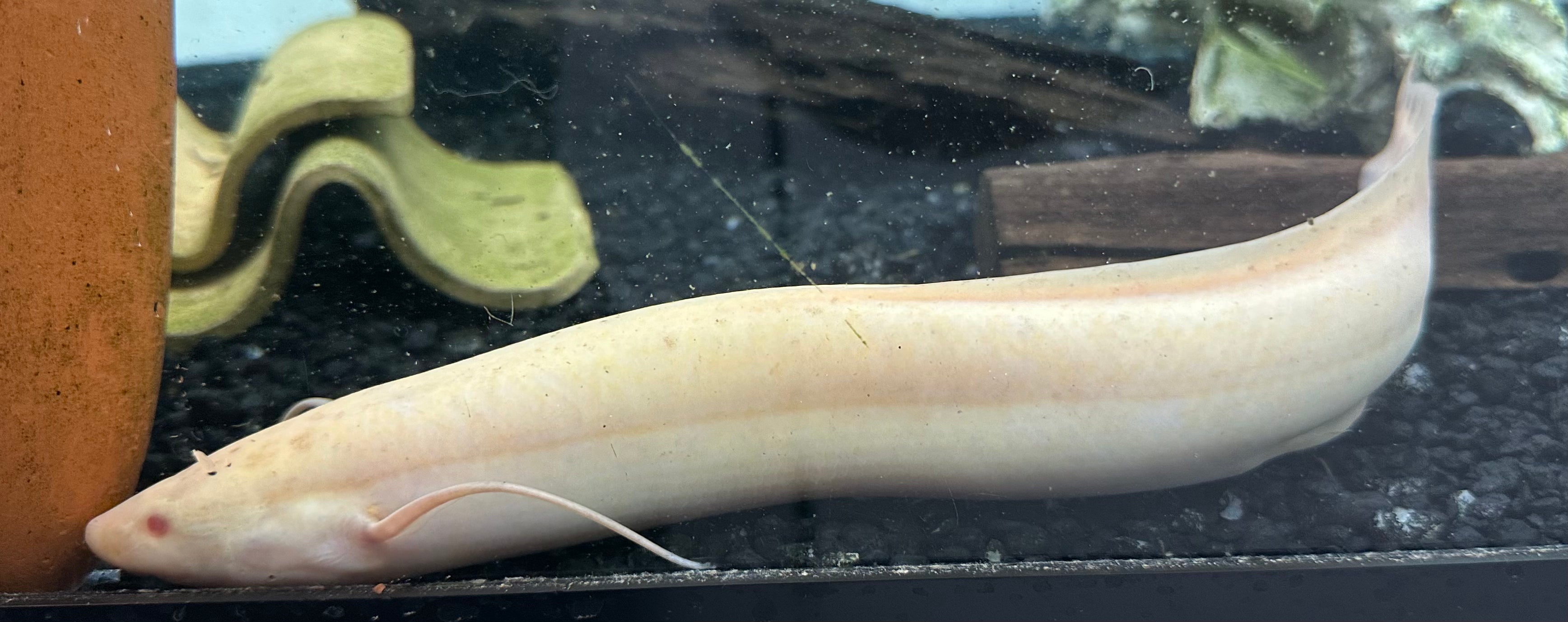 Albino African Lungfish (14-15”+) Missing 1 Leg*