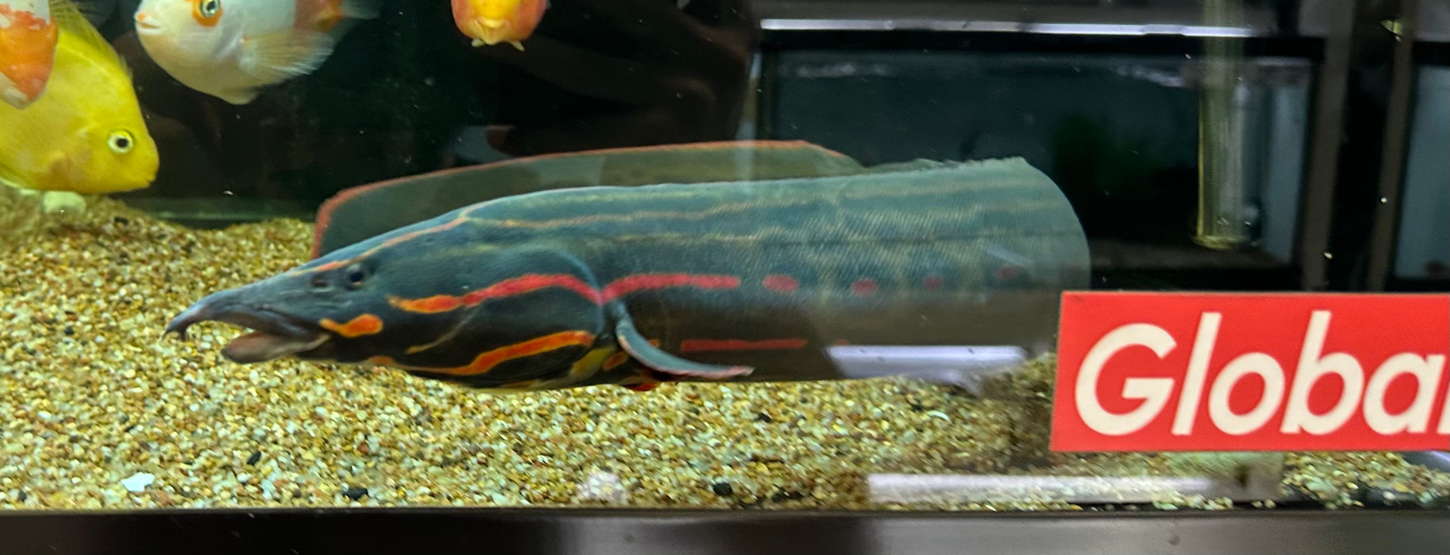 XXL Fire Eel (24”+)