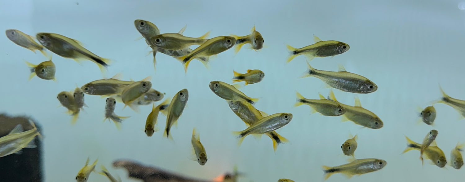 Tetra de puntas plateadas (0,75-1”)