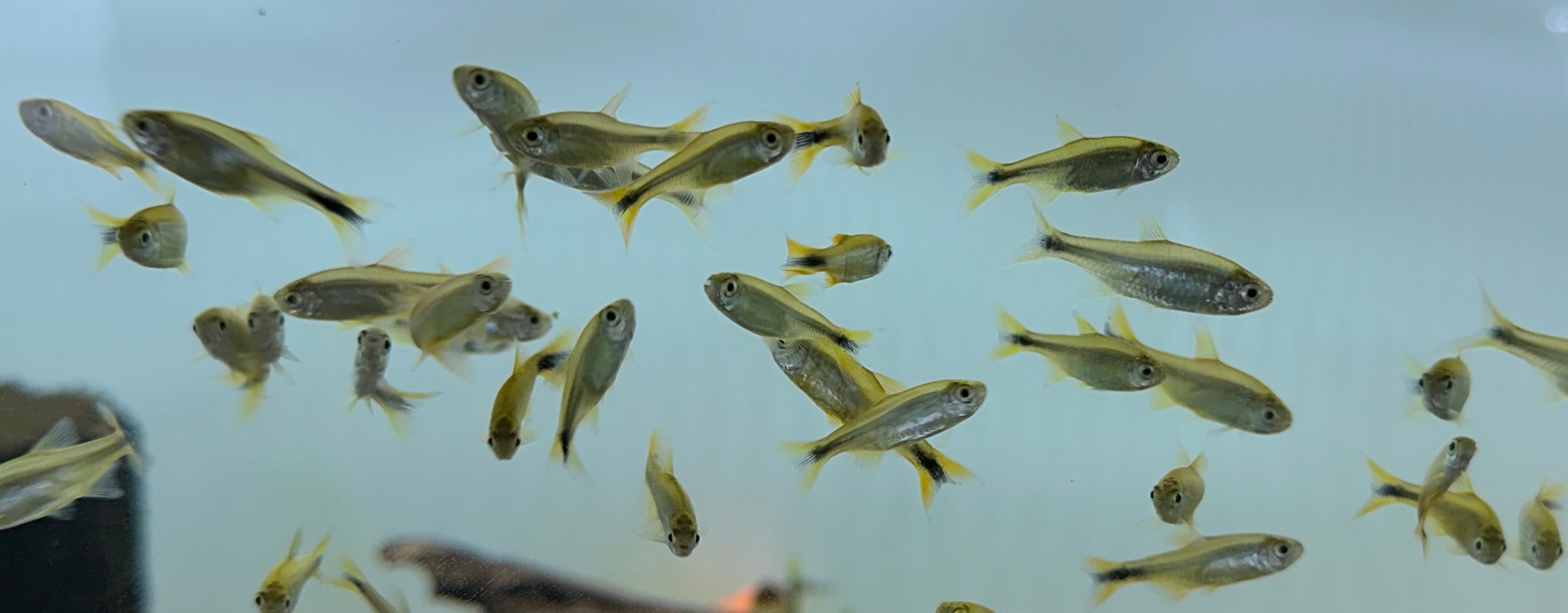 Silver Tip Tetra (.75-1”)