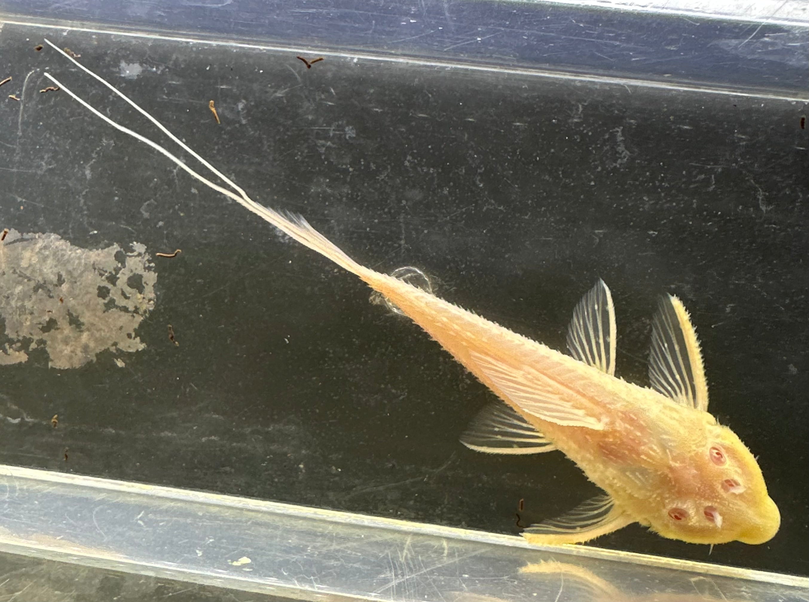 Albino L155 Adonis Pleco (2.5”)